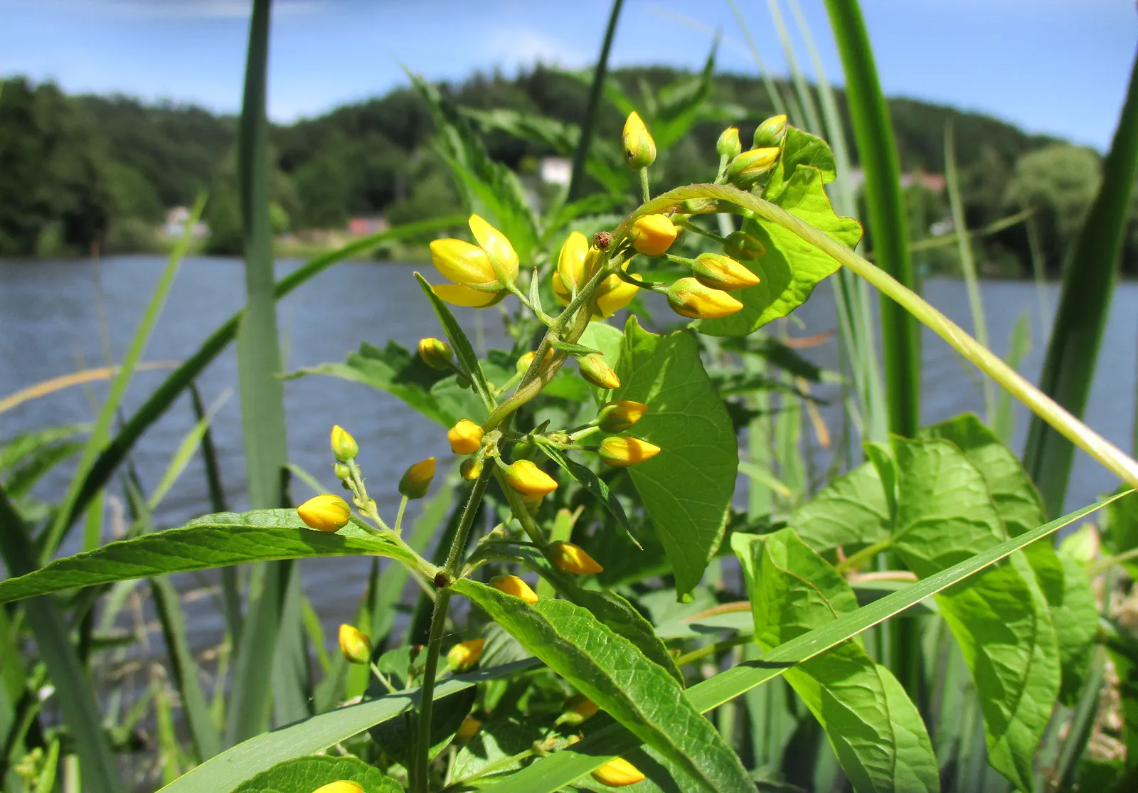 Yellow Loosestrife (Lysimachia Punctata) — Due to its easy-going nature, it is an excellent choice for gardeners of all levels; perennial for full or half or