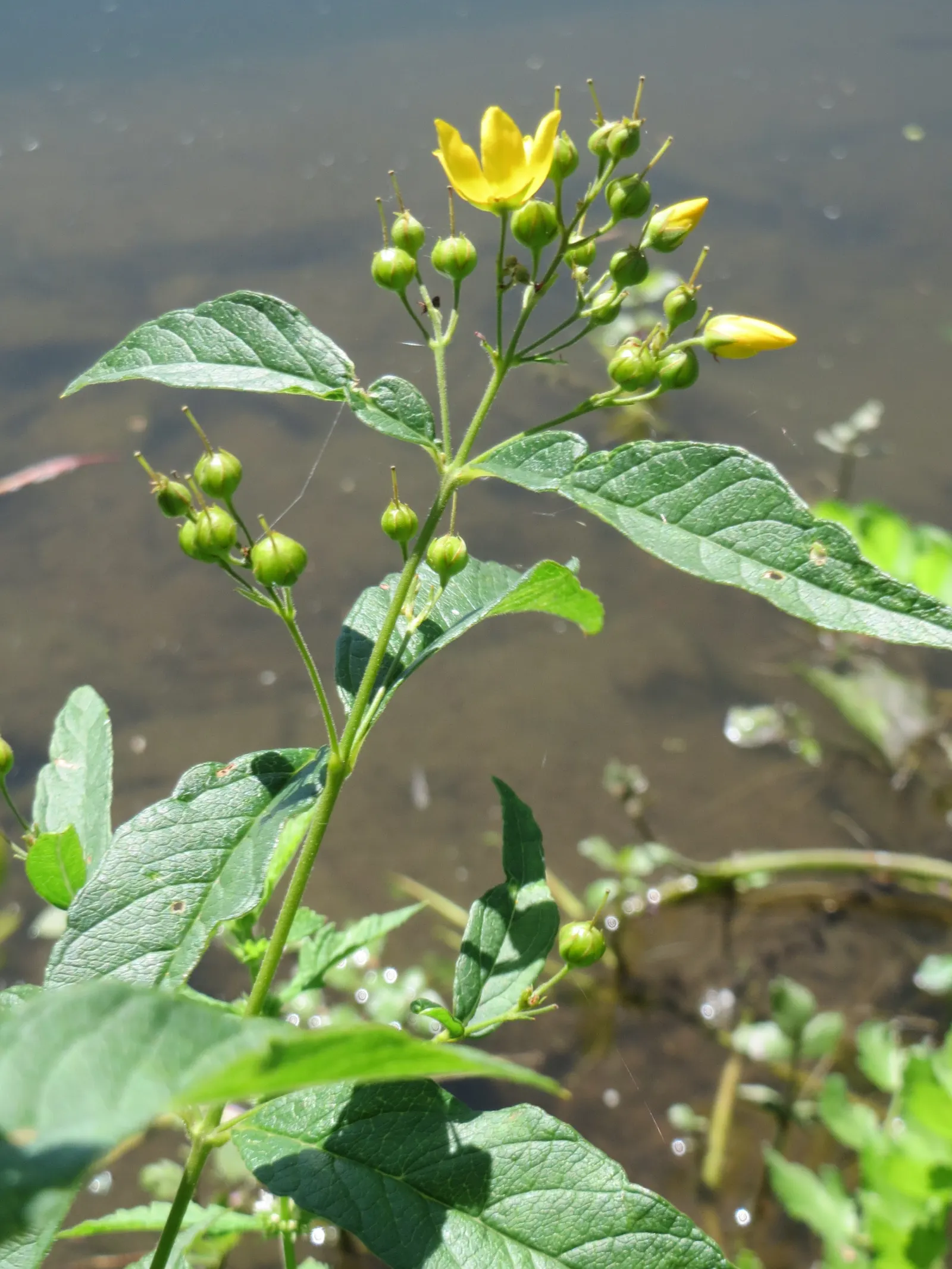 Yellow Loosestrife (Lysimachia Punctata) — scientifically known as Lysimachia punctata; ideal for borders or waterside plantings, image 176