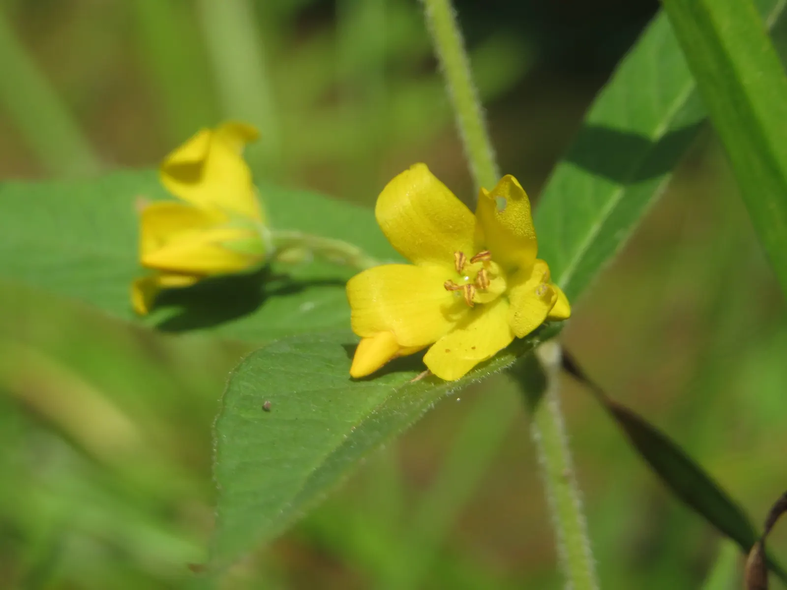 Yellow Loosestrife (Lysimachia Punctata) — cup-shaped yellow flowers; arranged in a whorled pattern up erect stems, image 98