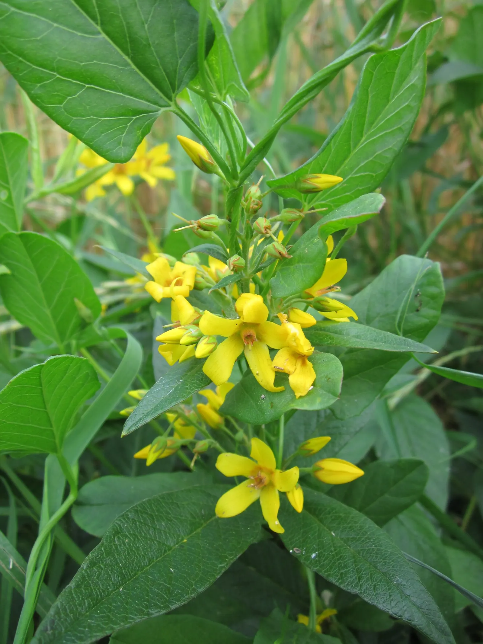 Yellow Loosestrife (Lysimachia Punctata) — yellow flowers in the garden; note: May become invasive if not controlled, image 70