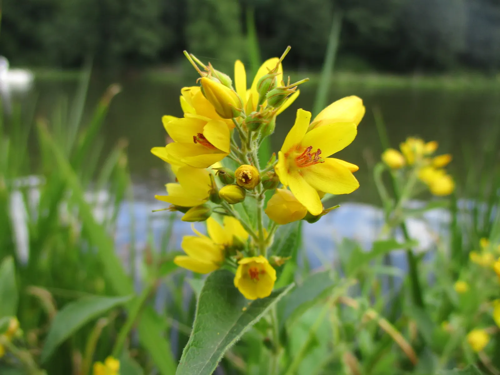 Yellow Loosestrife (Lysimachia Punctata) — Yellow Loosestrife (Lysimachia punctata) is a herbaceous perennial renowned for its vivacious; this, image 145