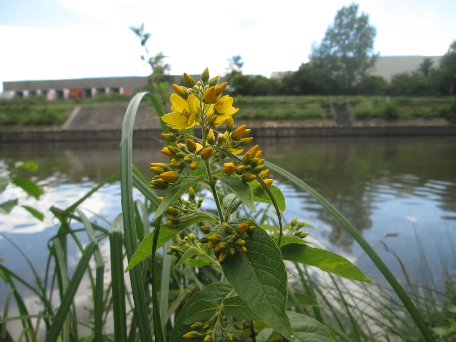 Yellow Loosestrife (Lysimachia Punctata) — creating a full and bushy appearance; herbaceous perennial that is a favored addition to garden designs, image 132