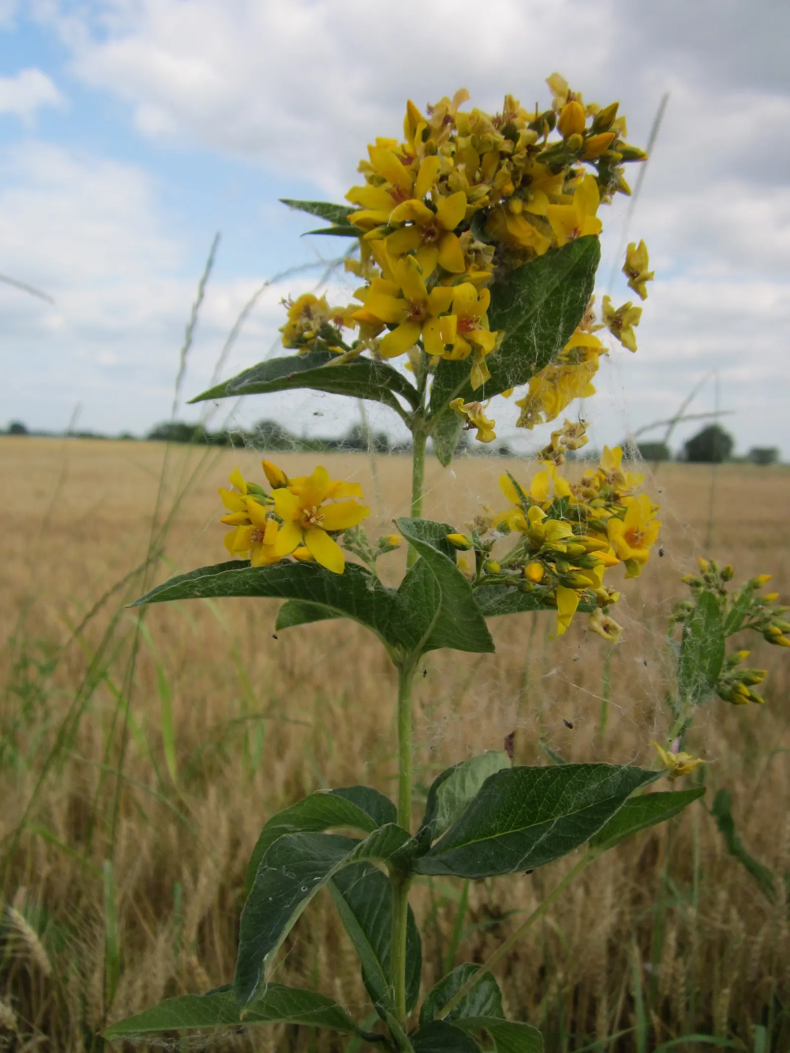 Yellow Loosestrife (Lysimachia Punctata) — Yellow Loosestrife offers long-lasting blooms; this plant typically reaches heights of 24 to 36 inches, image 91
