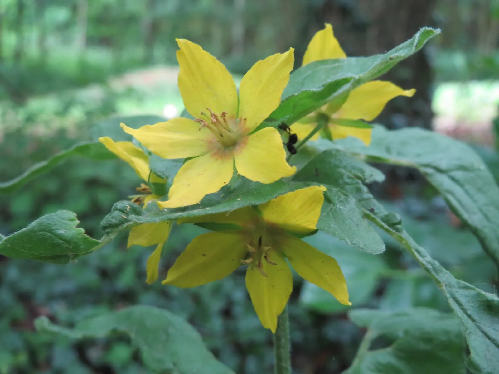 Yellow Loosestrife (Lysimachia Punctata) — and a bright pop of color that is particularly effective alongside blues and purples