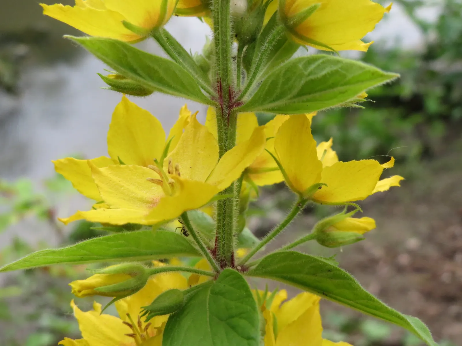 Yellow Loosestrife (Lysimachia Punctata) — It is hardy in USDA zones 4 through 8 and exhibits vigorous growth; and a bright pop of color that is, image 113