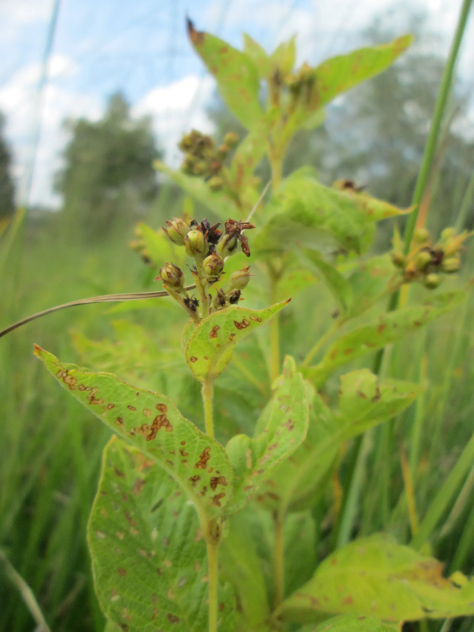 Yellow Loosestrife (Lysimachia Punctata) — perennial with yellow blooms; yellow Loosestrife produces an abundant display of star-shaped, image 71