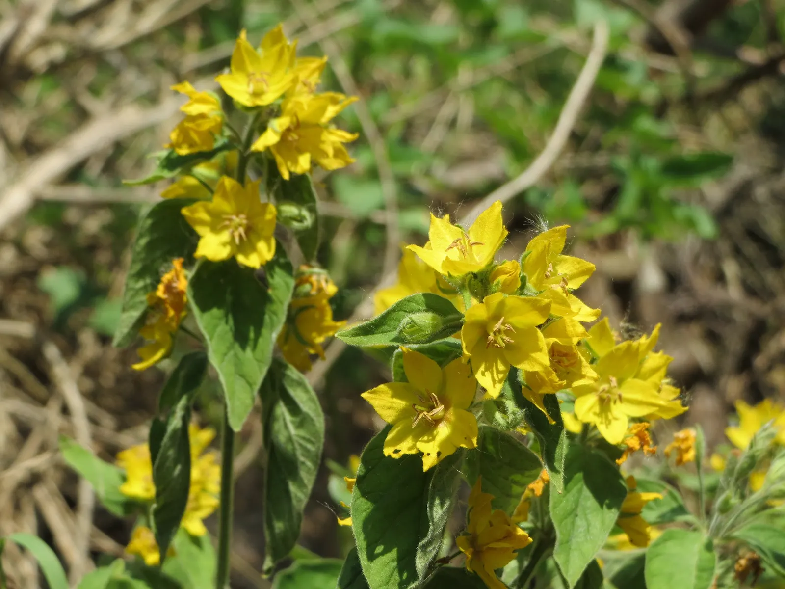 Yellow Loosestrife (Lysimachia Punctata) — Due to its easy-going nature, it is an excellent choice for gardeners of all levels; perennial for full, image 165
