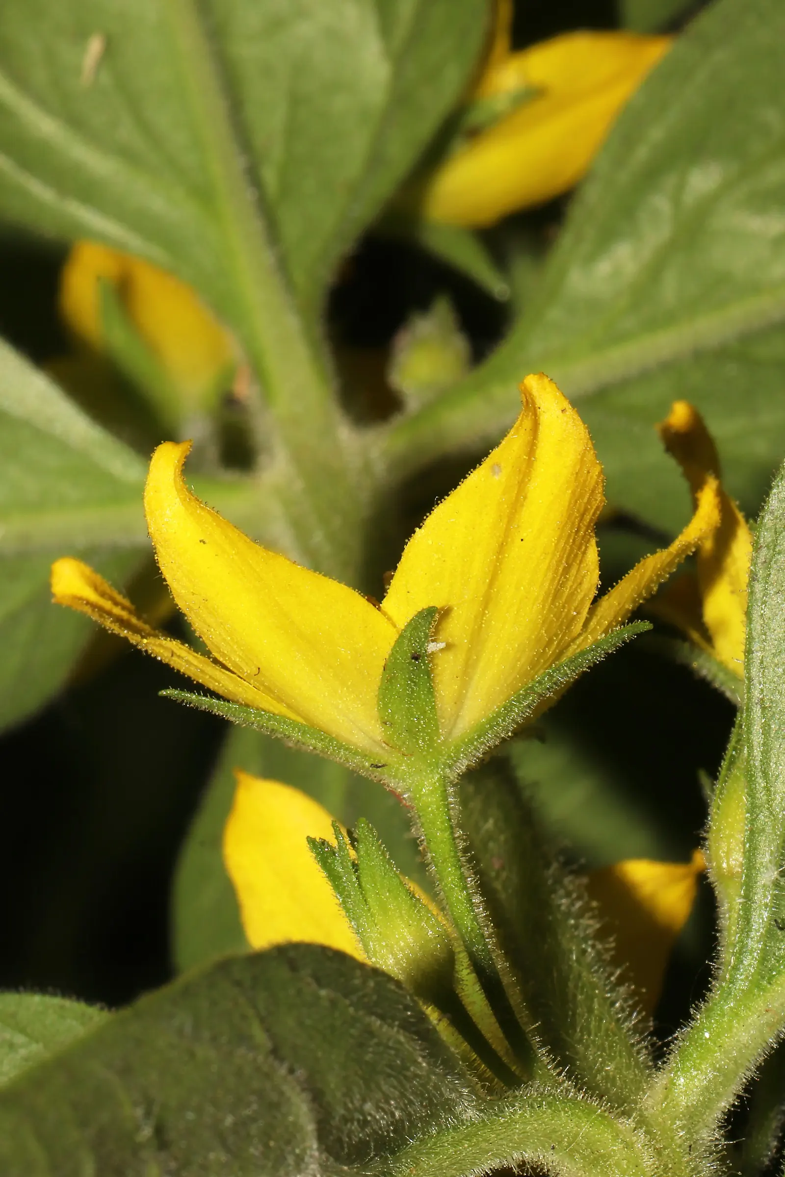 Yellow Loosestrife (Lysimachia Punctata) — Note: May become invasive if not controlled; yellow flowers in the garden, image 223
