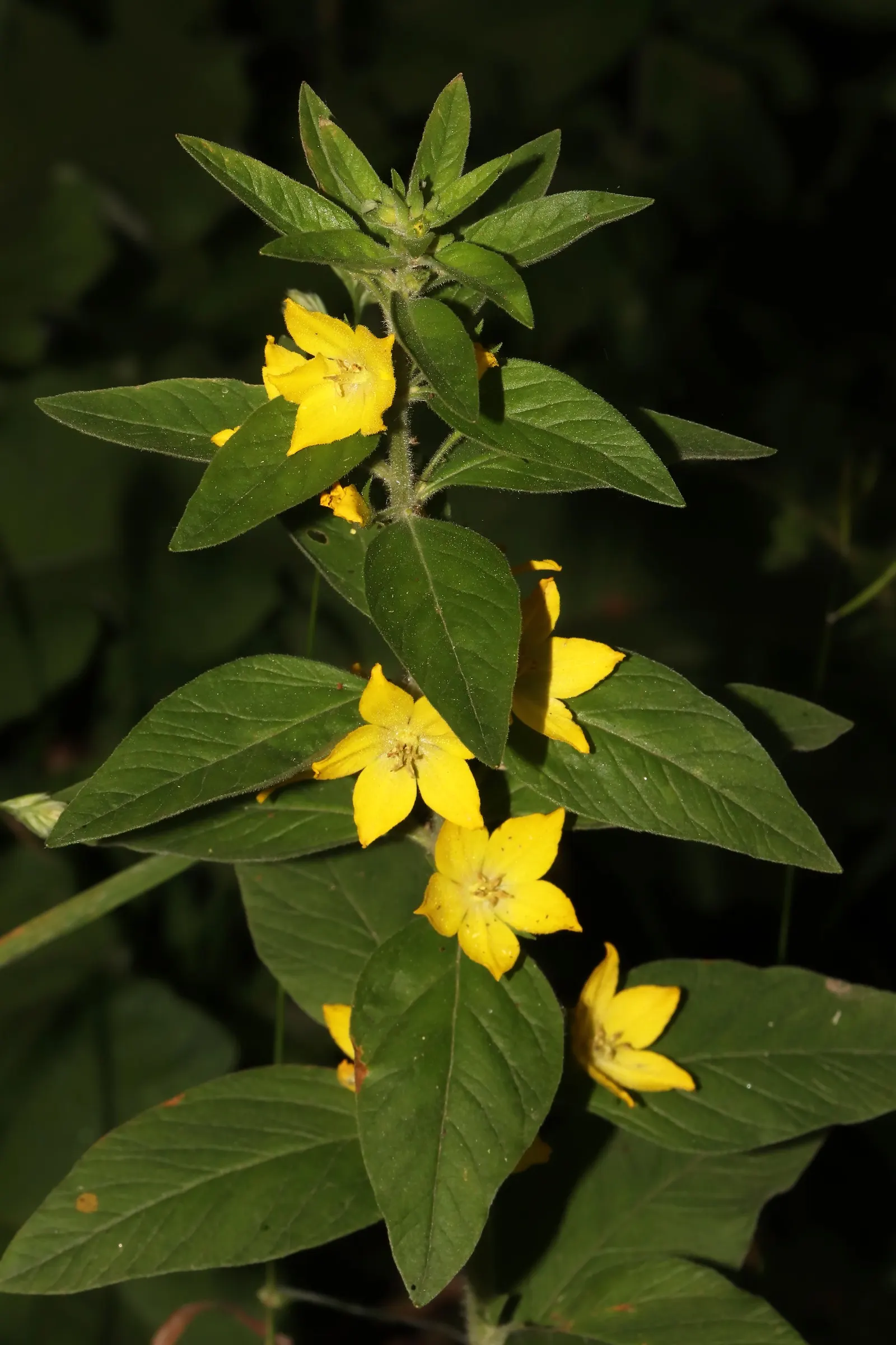 Yellow Loosestrife (Lysimachia Punctata) — This plant typically reaches heights of 24 to 36 inches with a spread of 18 to 24 inches; yellow Loosestrife offers