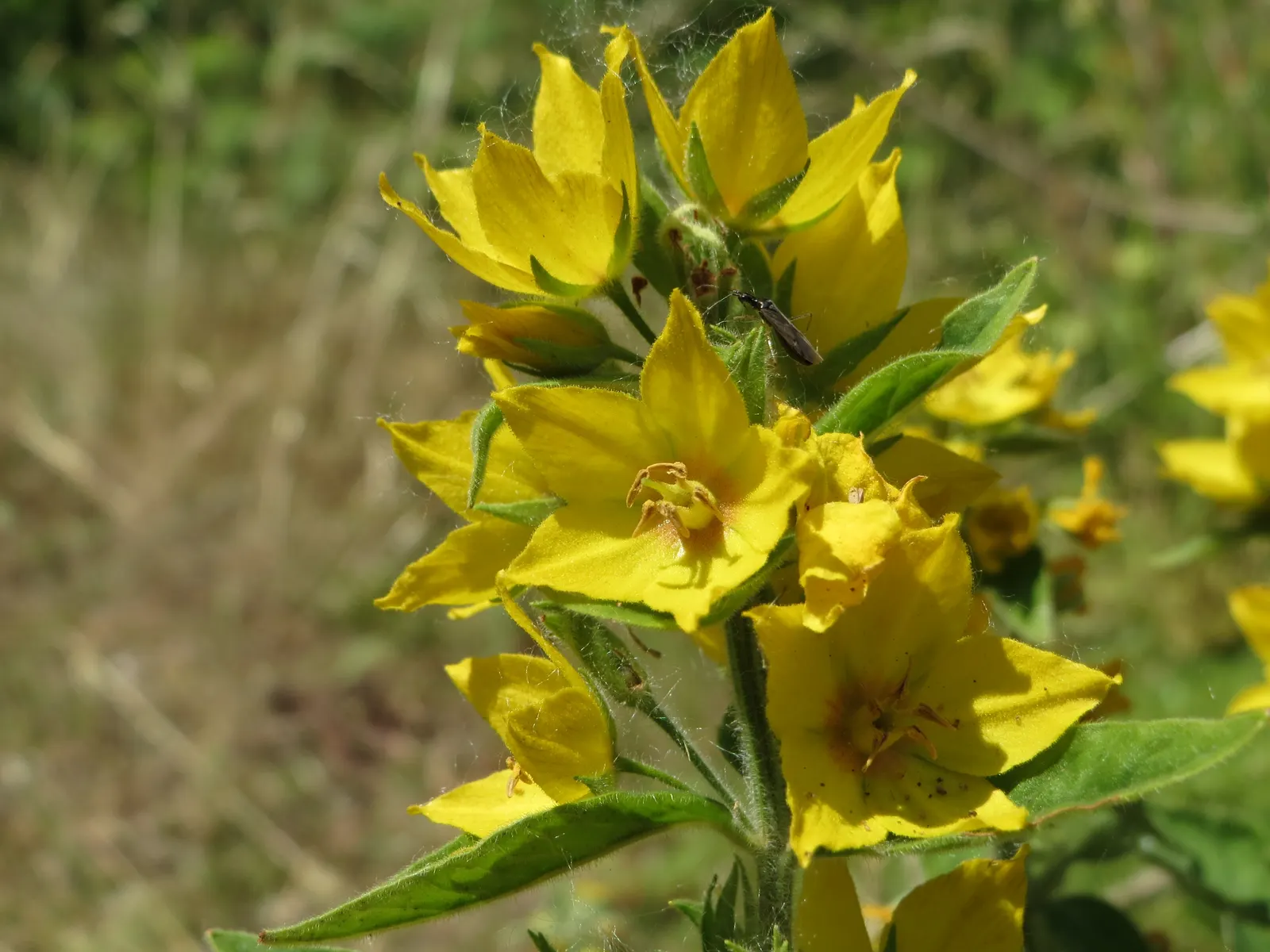Yellow Loosestrife (Lysimachia Punctata) — From late spring into midsummer; while it is tolerant of various soil types, ensuring adequate drainage, image 181