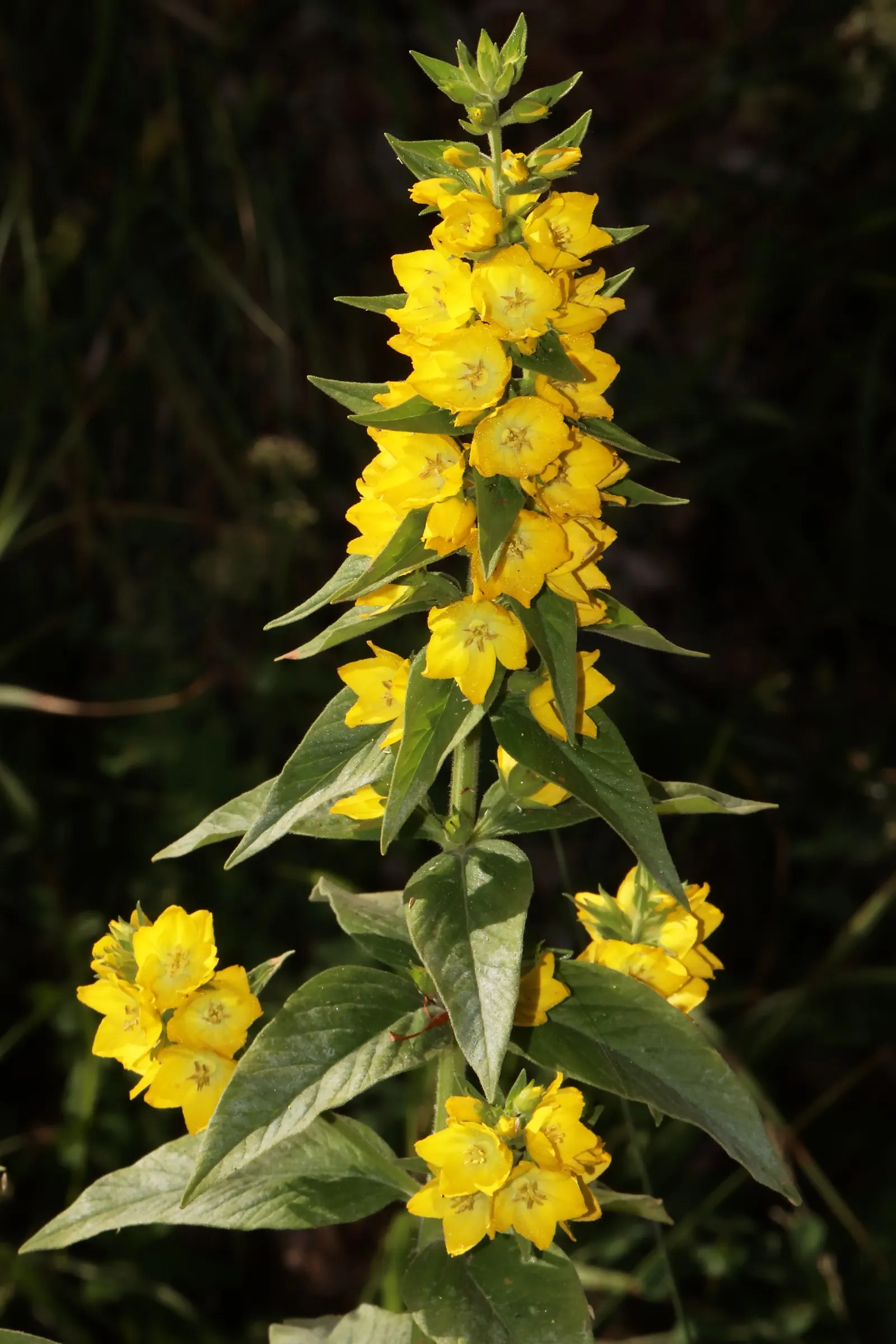 Yellow Loosestrife (Lysimachia Punctata) — It is hardy in USDA zones 4 through 8 and exhibits vigorous growth; and a bright pop of color that is, image 65
