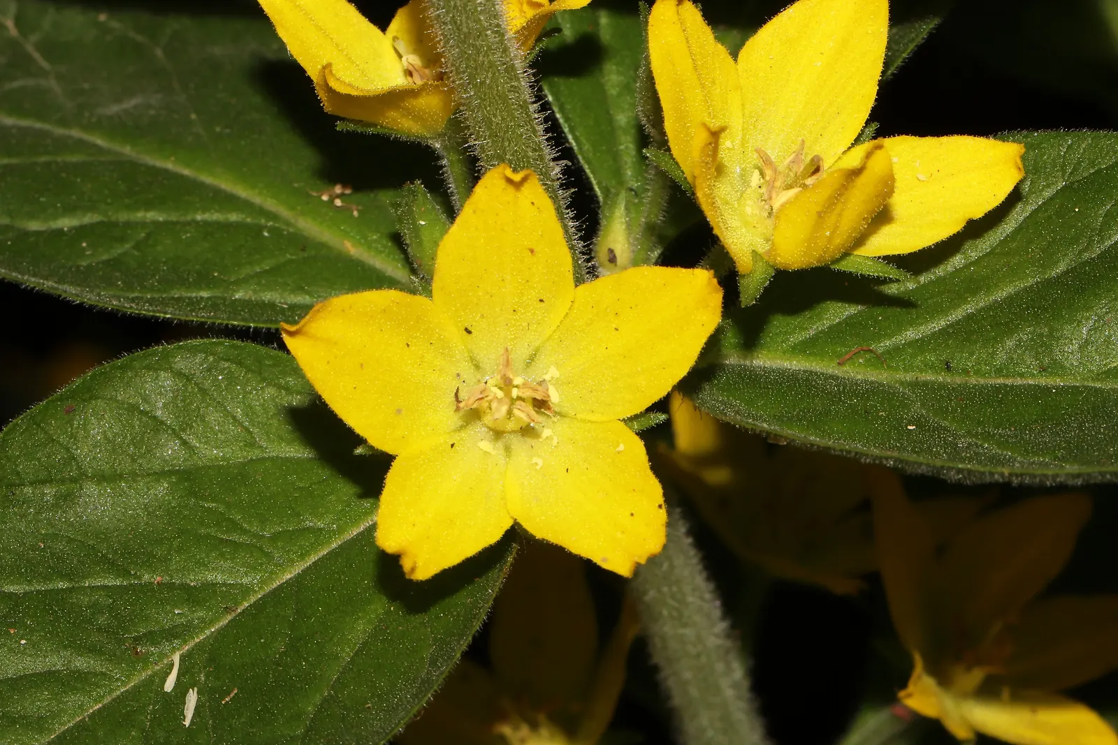 Yellow Loosestrife (Lysimachia Punctata) — yellow flowers in the garden; note: May become invasive if not controlled, image 238