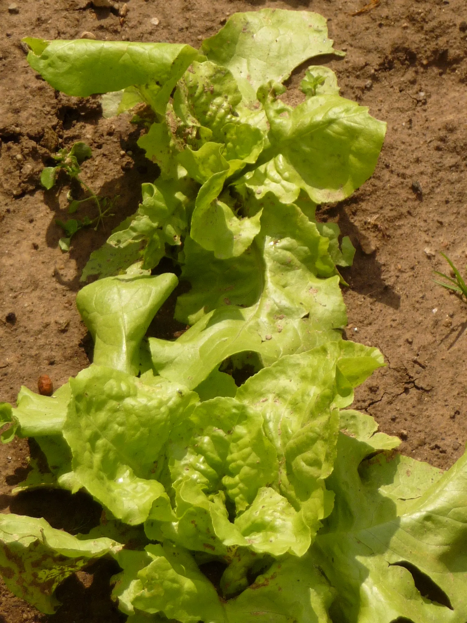 Lettuce (Lactuca Sativa) — as well as providing the plants with 1 inch of water per week.<br><br>As a cool-weather crop; lettuce can serve as a, image 54