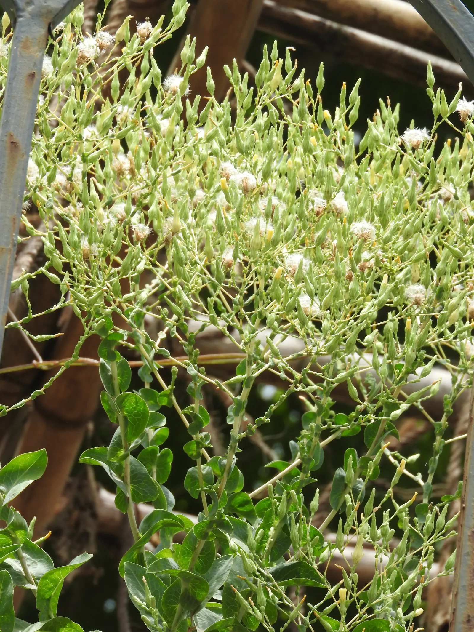 Lettuce (Lactuca Sativa) — making it adaptable to a variety of landscape designs; lettuce can serve as a versatile, image 51