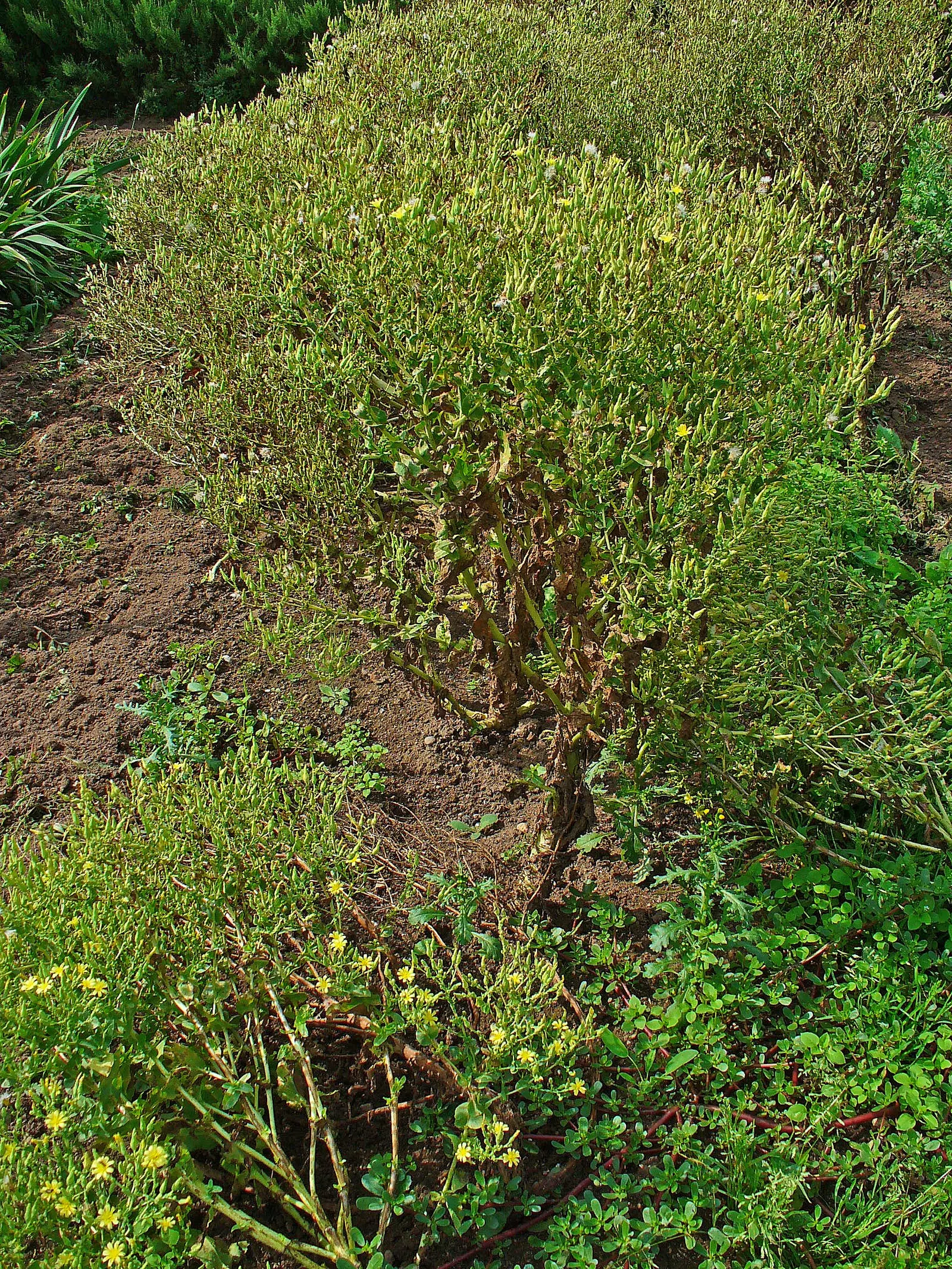 Lettuce (Lactuca Sativa) — lettuce prefers full sun but appreciates partial shade in hotter climates; ensuring the soil maintains consistent, image 50