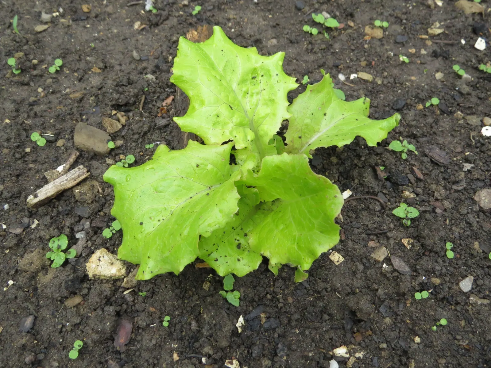 Lettuce (Lactuca Sativa) — Lactuca sativa, commonly known as lettuce, is an annual plant prized for its lush, edible leaves; it requires, image 43