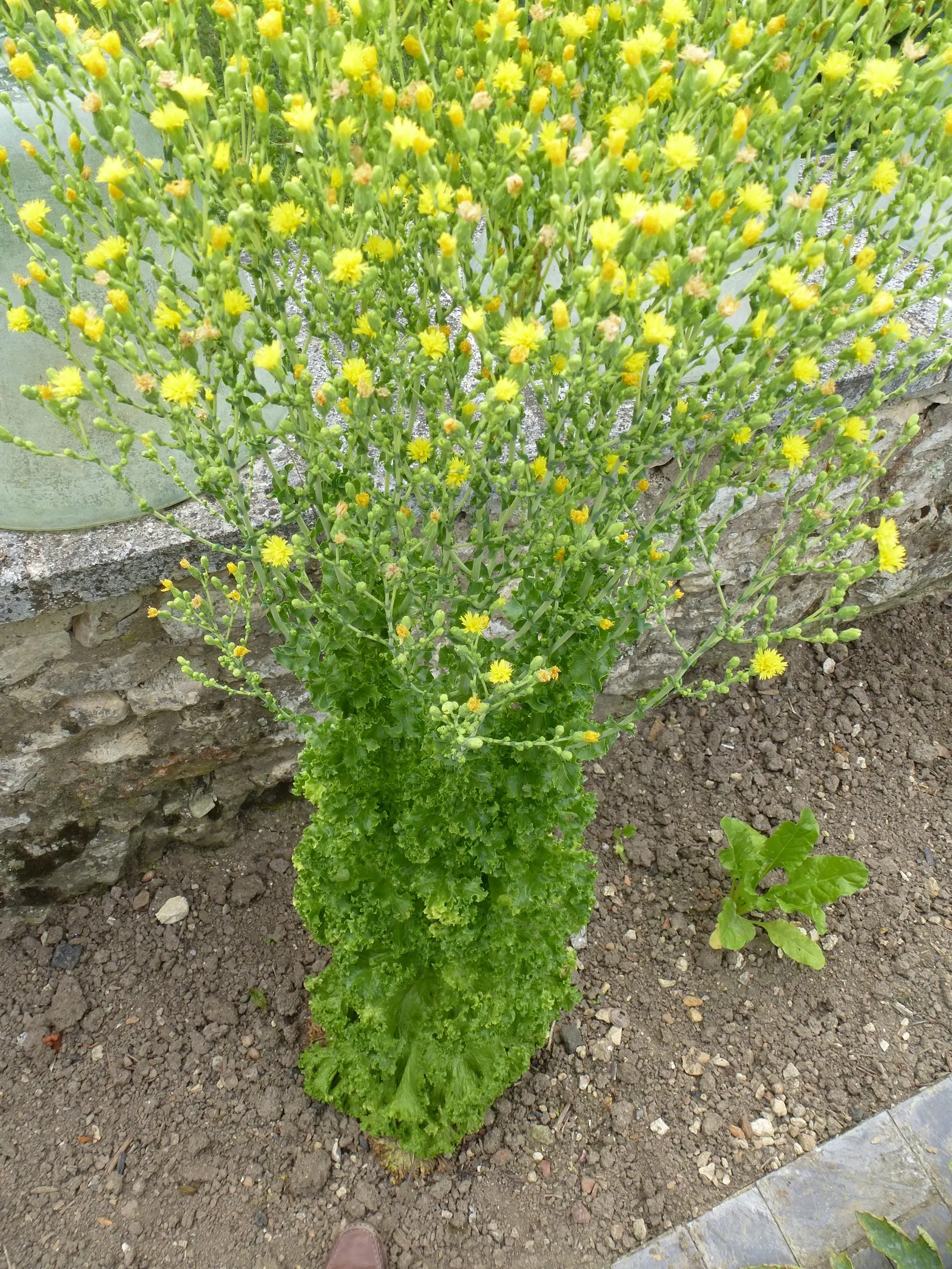 Lettuce (Lactuca Sativa) — adding both nutritional value and visual appeal to garden spaces; lettuce can serve as a versatile, image 48