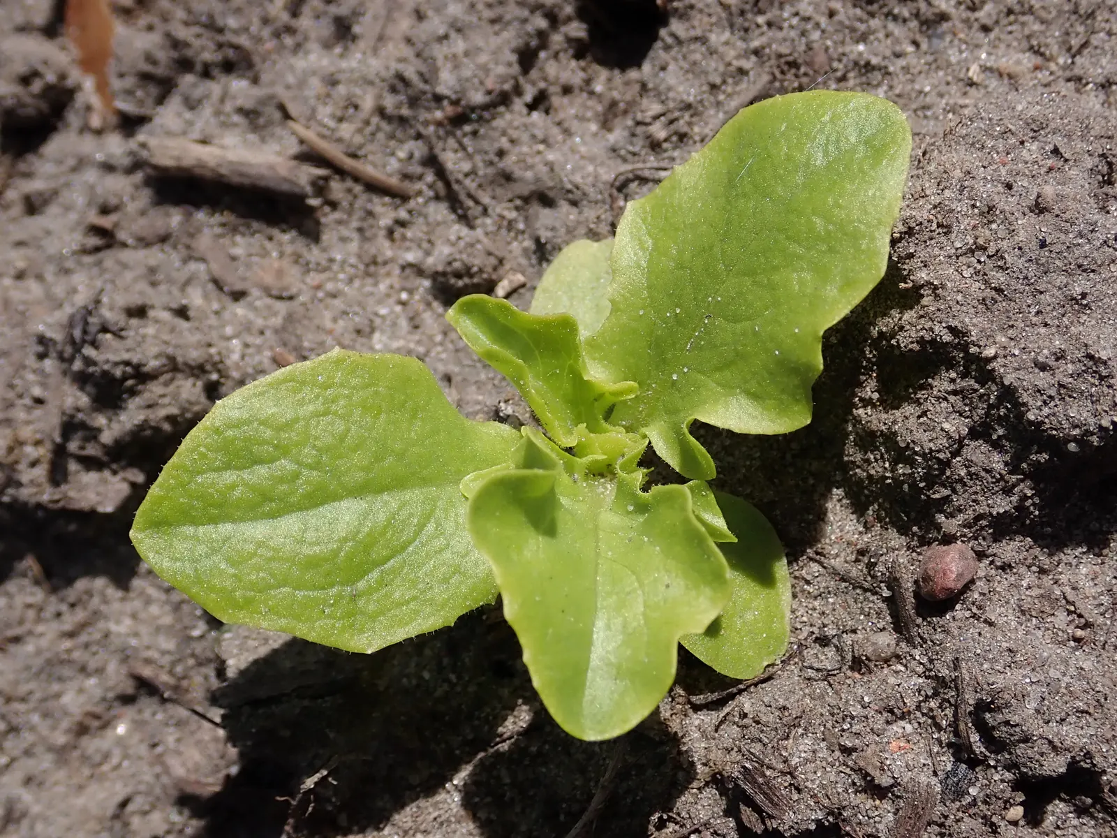 Lettuce (Lactuca Sativa) — low-growing plant that contributes to both the aesthetics and the functionality of the space