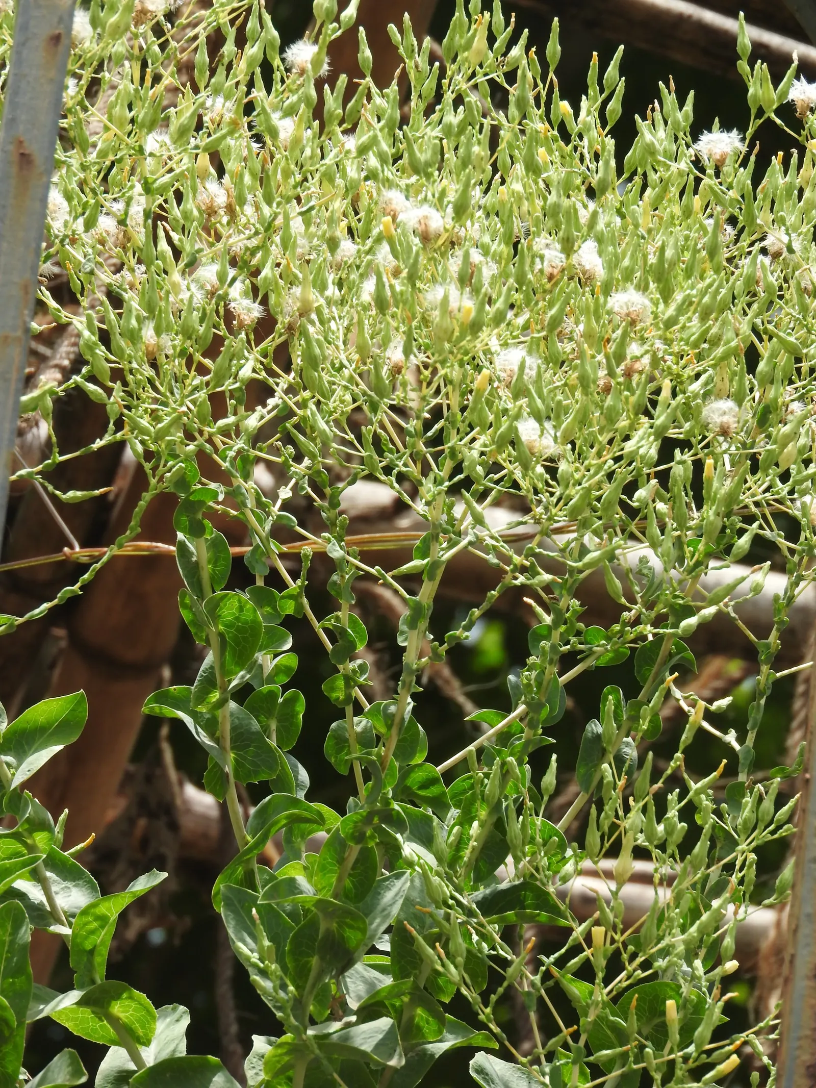 Lettuce (Lactuca Sativa) — Commonly incorporated into the edible landscape for both its nutritional value and aesthetic appeal; it requires, image 49