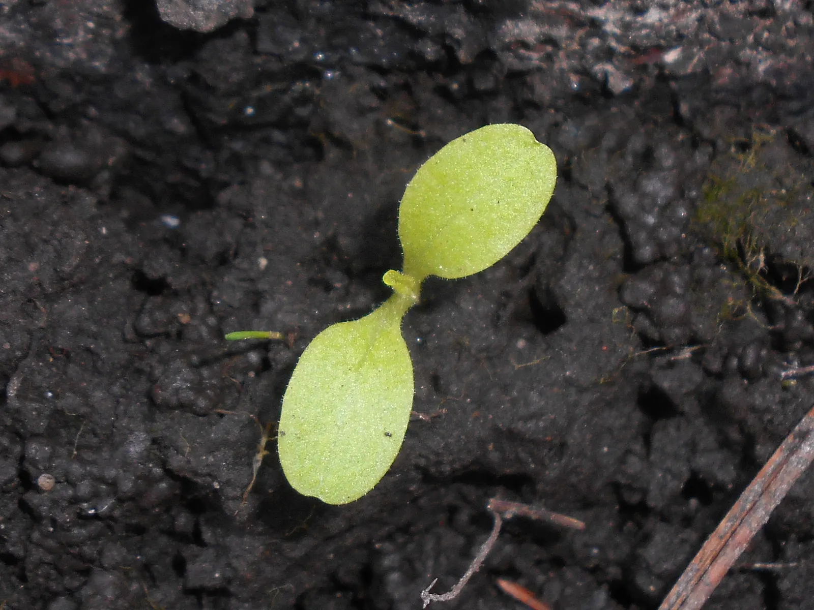 Lettuce (Lactuca Sativa) — Lactuca sativa, commonly known as lettuce, is an annual plant prized for its lush, edible leaves