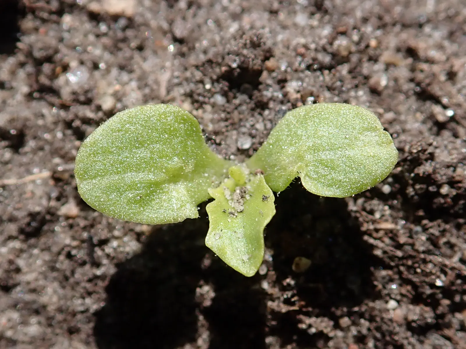 Lettuce (Lactuca Sativa) — inviting clients to enjoy fresh salads directly from their own backyard