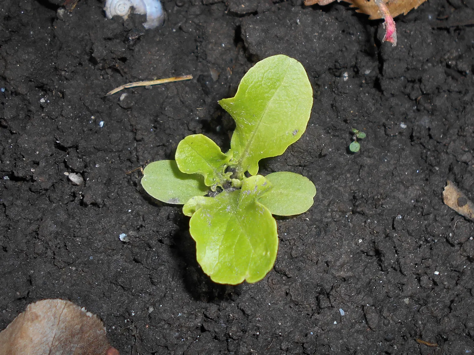 Lettuce (Lactuca Sativa) — adding both nutritional value and visual appeal to garden spaces