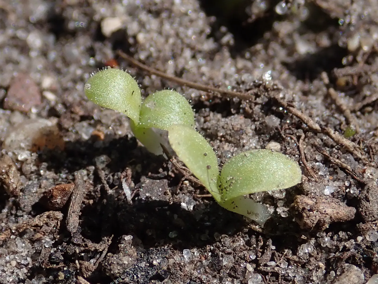Lettuce (Lactuca Sativa) — It requires well-drained soil and consistent moisture