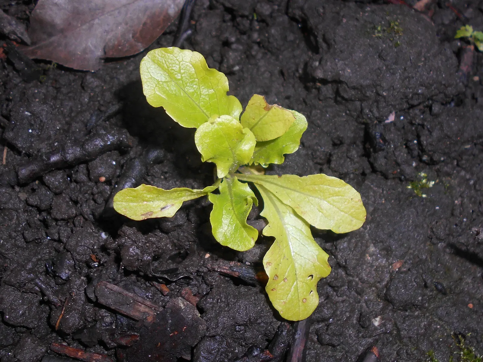 Lettuce (Lactuca Sativa) — this cool-season crop forms a rosette and thrives in full sun to partial shade