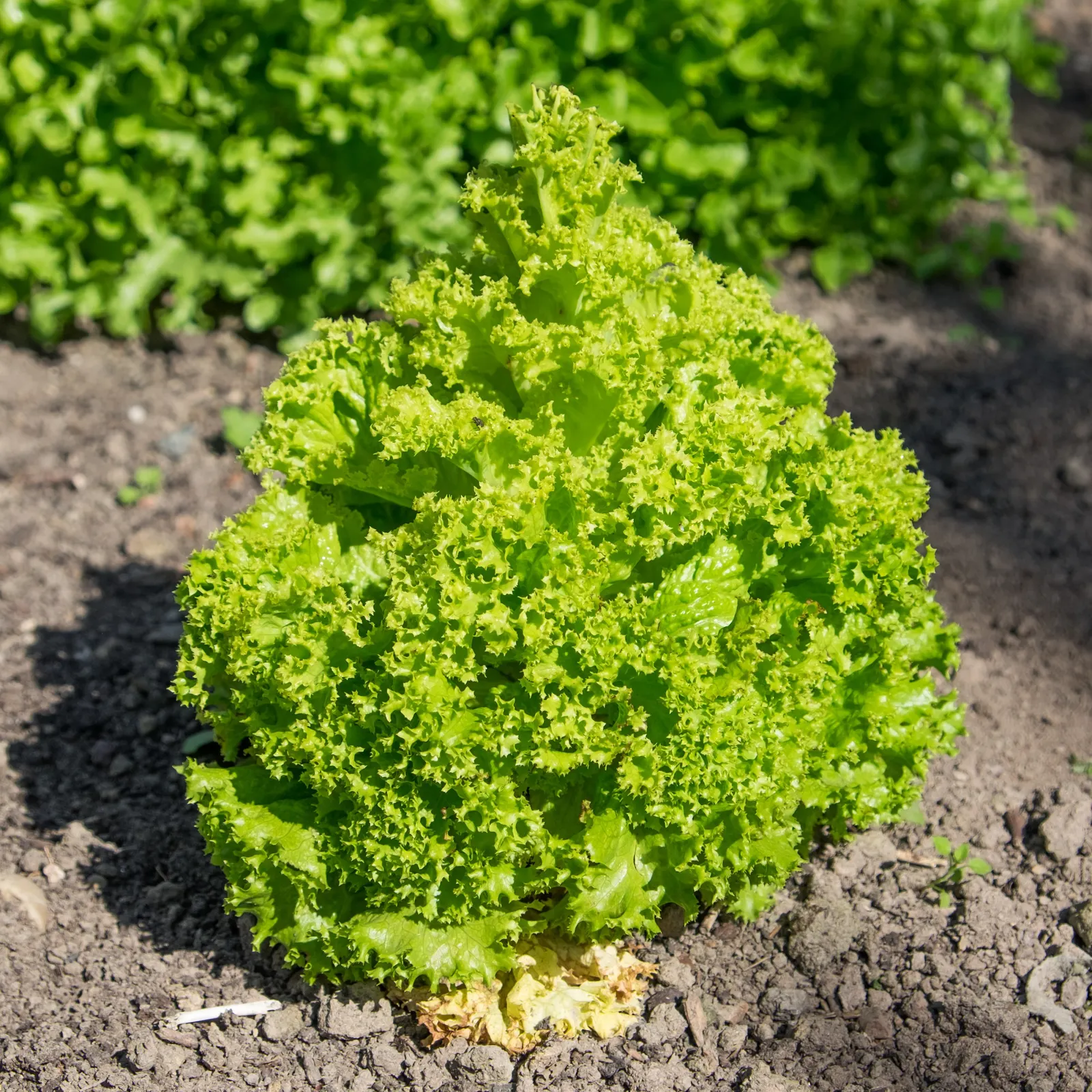 Lettuce (Lactuca Sativa) — inviting clients to enjoy fresh salads directly from their own backyard; ensuring the soil maintains consistent moisture is key