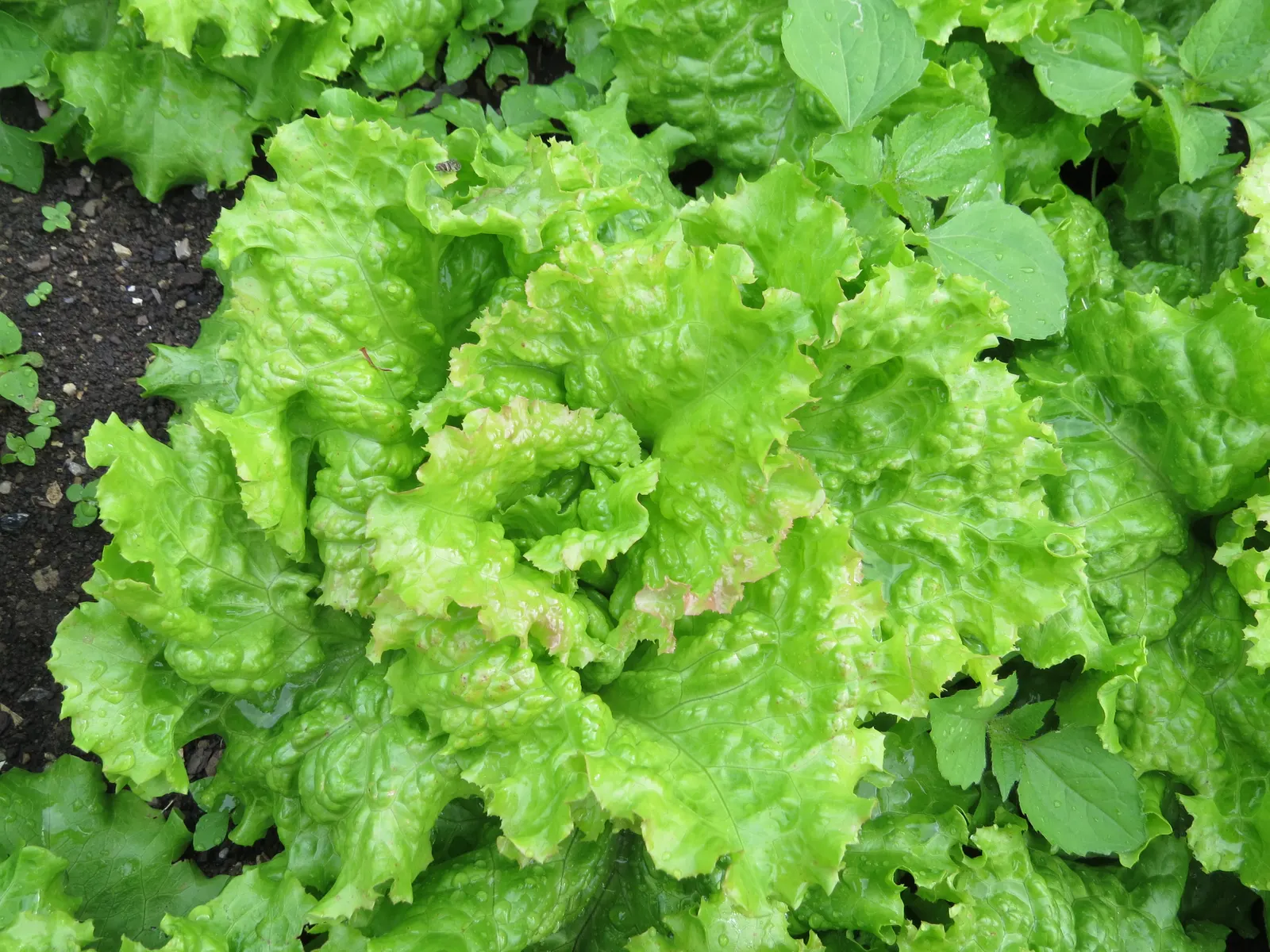 Lettuce (Lactuca Sativa) — vegetable for full; lettuce can serve as a versatile