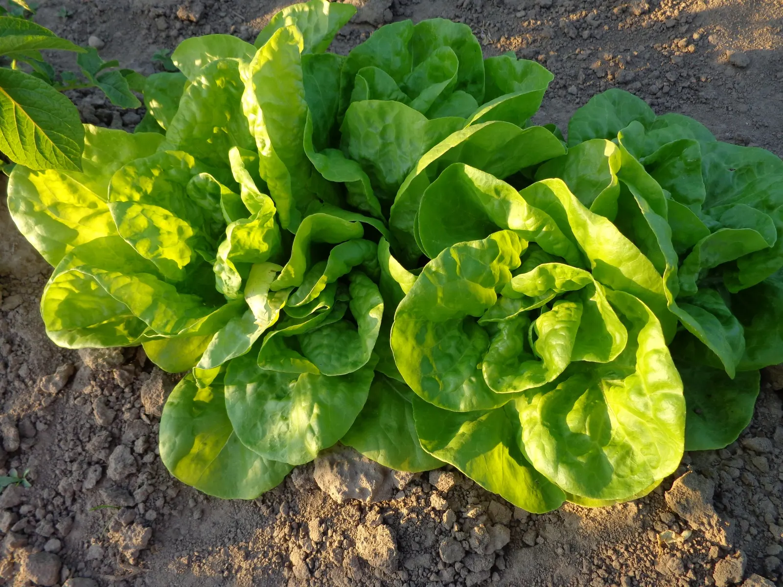 Lettuce (Lactuca Sativa) — Typically reaching 6 to 12 inches in height; ensuring the soil maintains consistent moisture is key, image 44