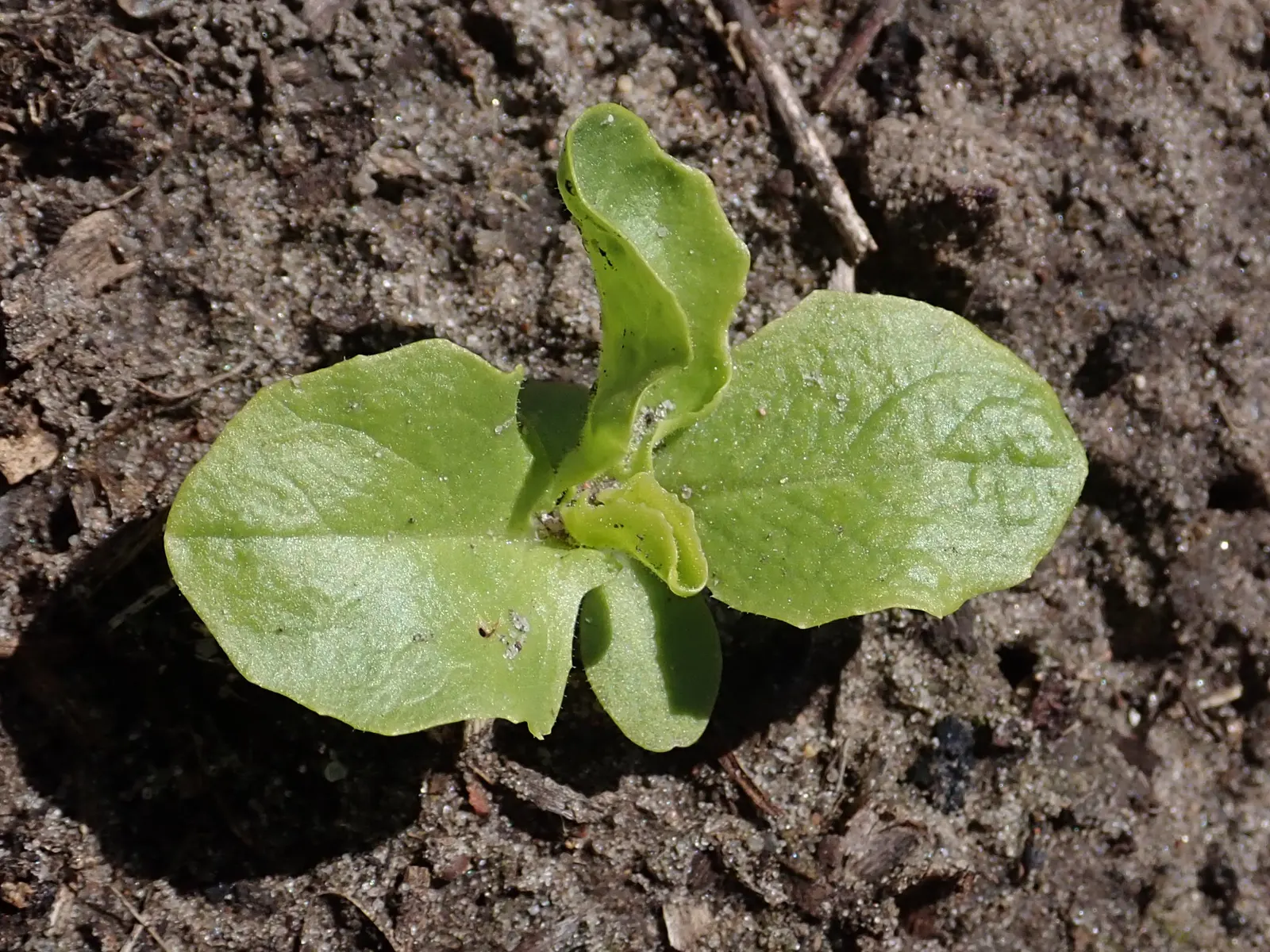 Lettuce (Lactuca Sativa) — to maintain a continuous harvest throughout the growing season.<br><br>Additionally