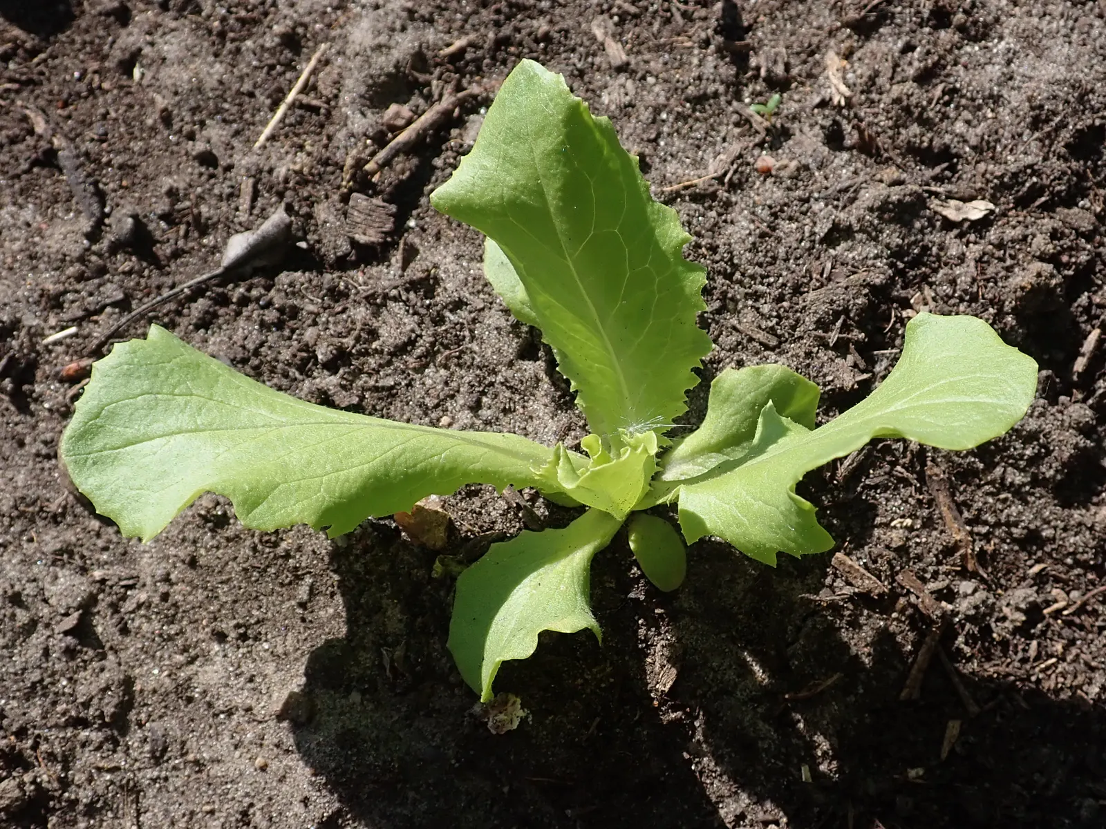 Lettuce (Lactuca Sativa) — lettuce grows best when daytime temperatures hover between 60 and 70&deg;F