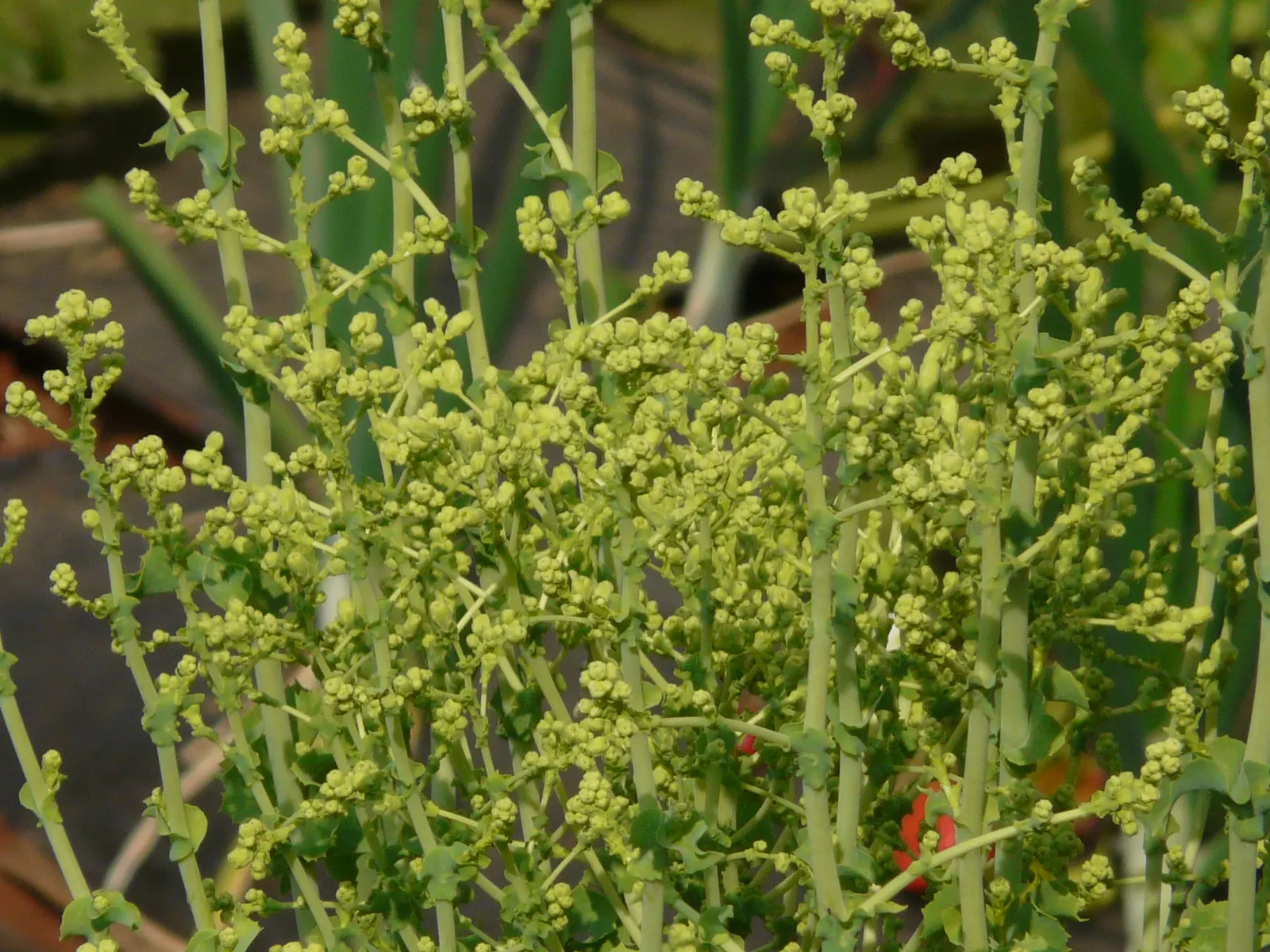 Lettuce (Lactuca Sativa) — It requires well-drained soil and consistent moisture, image 46