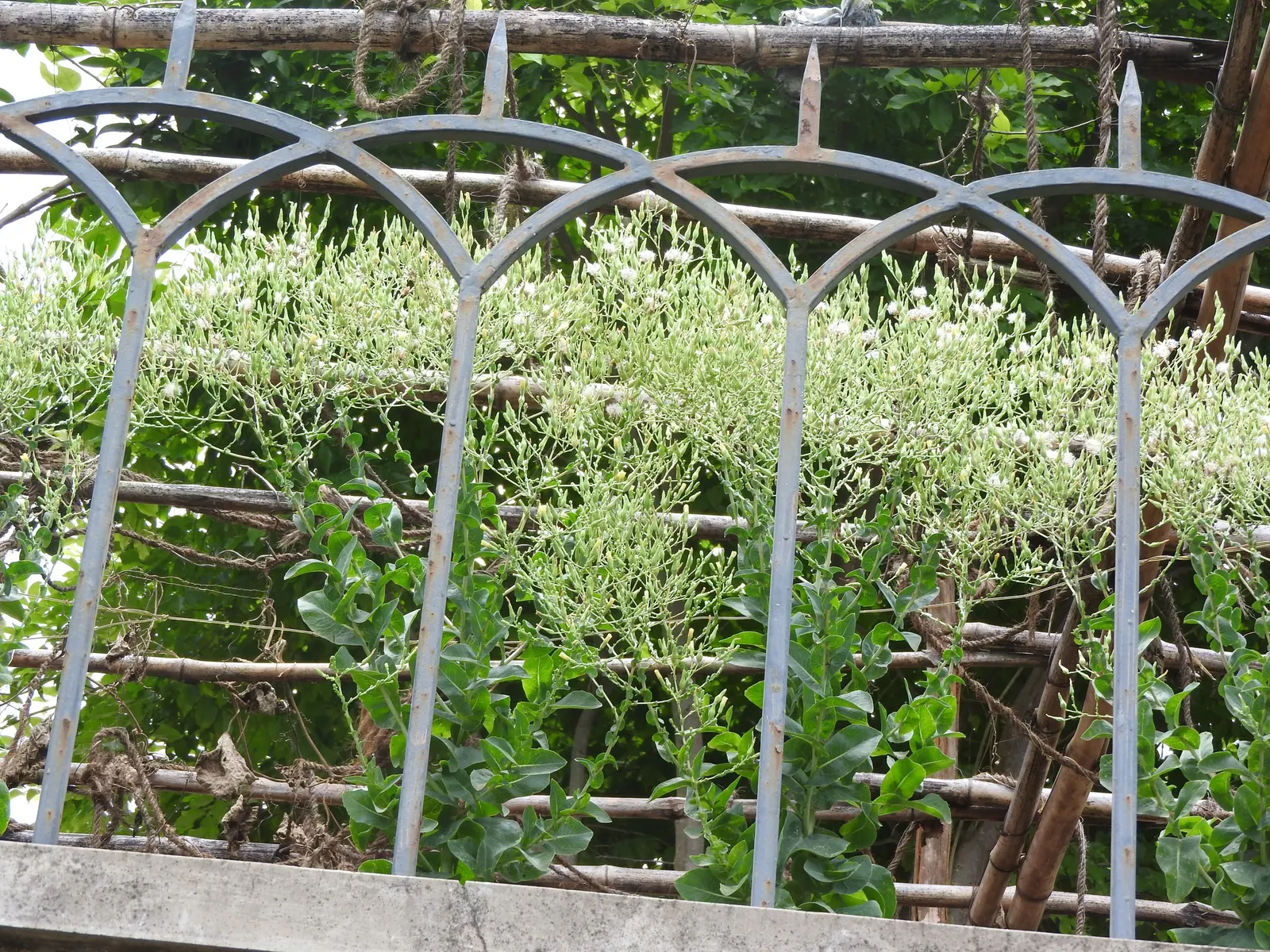 Lettuce (Lactuca Sativa) — Lettuce thrives in moist, well-draining soil with a pH between 6.0 and 6.8; it requires well-drained soil and consistent, image 52