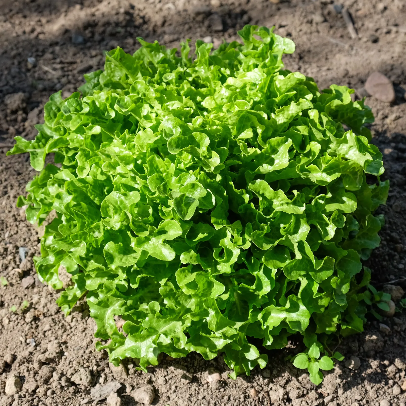 Lettuce (Lactuca Sativa) — low-growing plant that contributes to both the aesthetics and the functionality of the space; it requires well-drained soil and