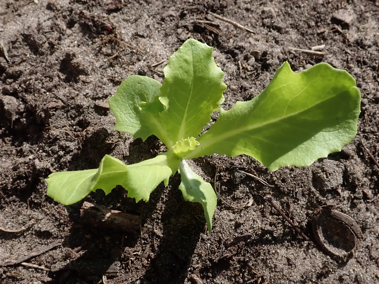 Lettuce (Lactuca Sativa) — Lettuce thrives in moist, well-draining soil with a pH between 6.0 and 6.8