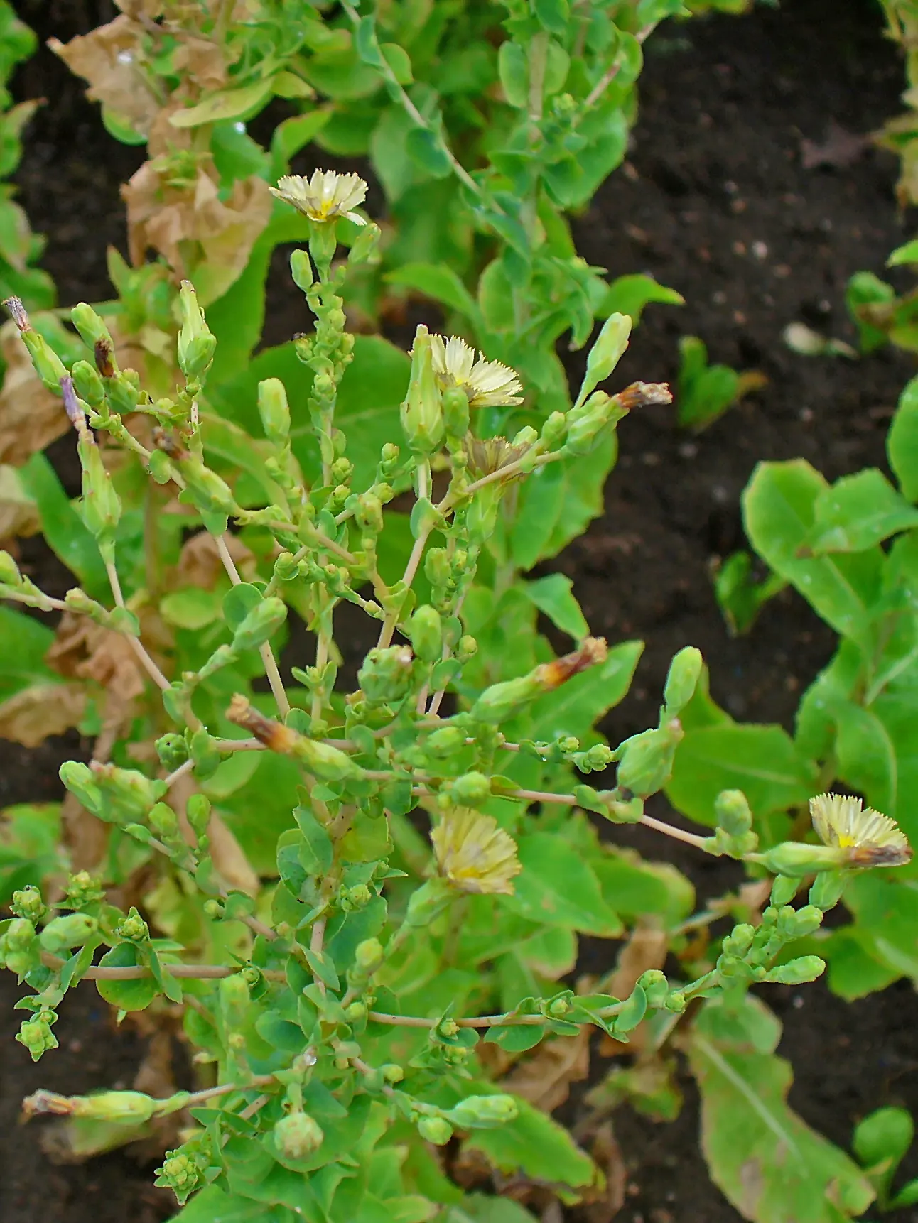 Lettuce (Lactuca Sativa) — Lettuce offers varied leaf shapes and colors; ensuring the soil maintains consistent moisture is key, image 47