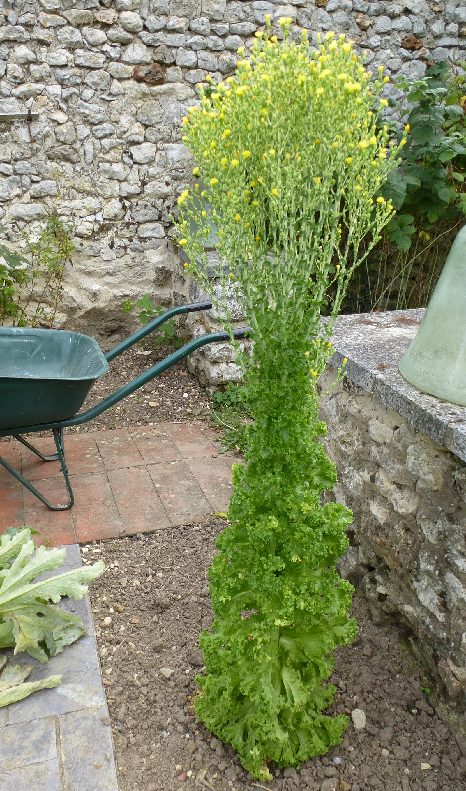 Lettuce (Lactuca Sativa) — this cool-season crop forms a rosette and thrives in full sun to partial shade; lettuce can serve as a versatile, image 45