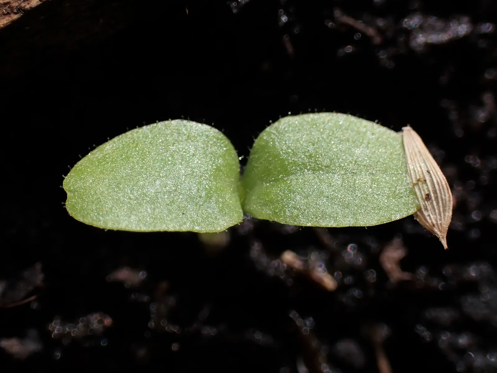Lettuce (Lactuca Sativa) — Ensuring the soil maintains consistent moisture is key, image 53