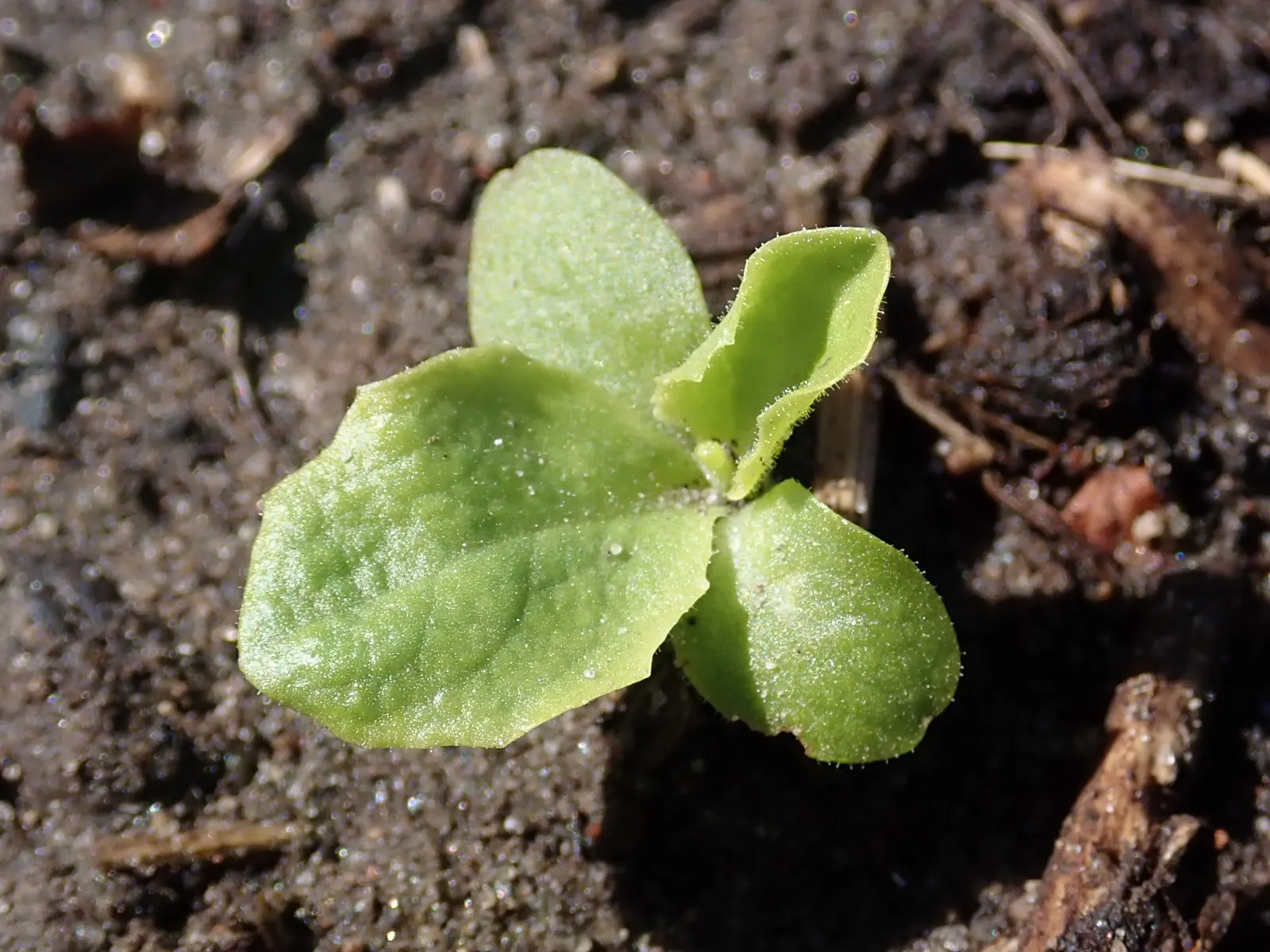 Lettuce (Lactuca Sativa) — making it adaptable to a variety of landscape designs