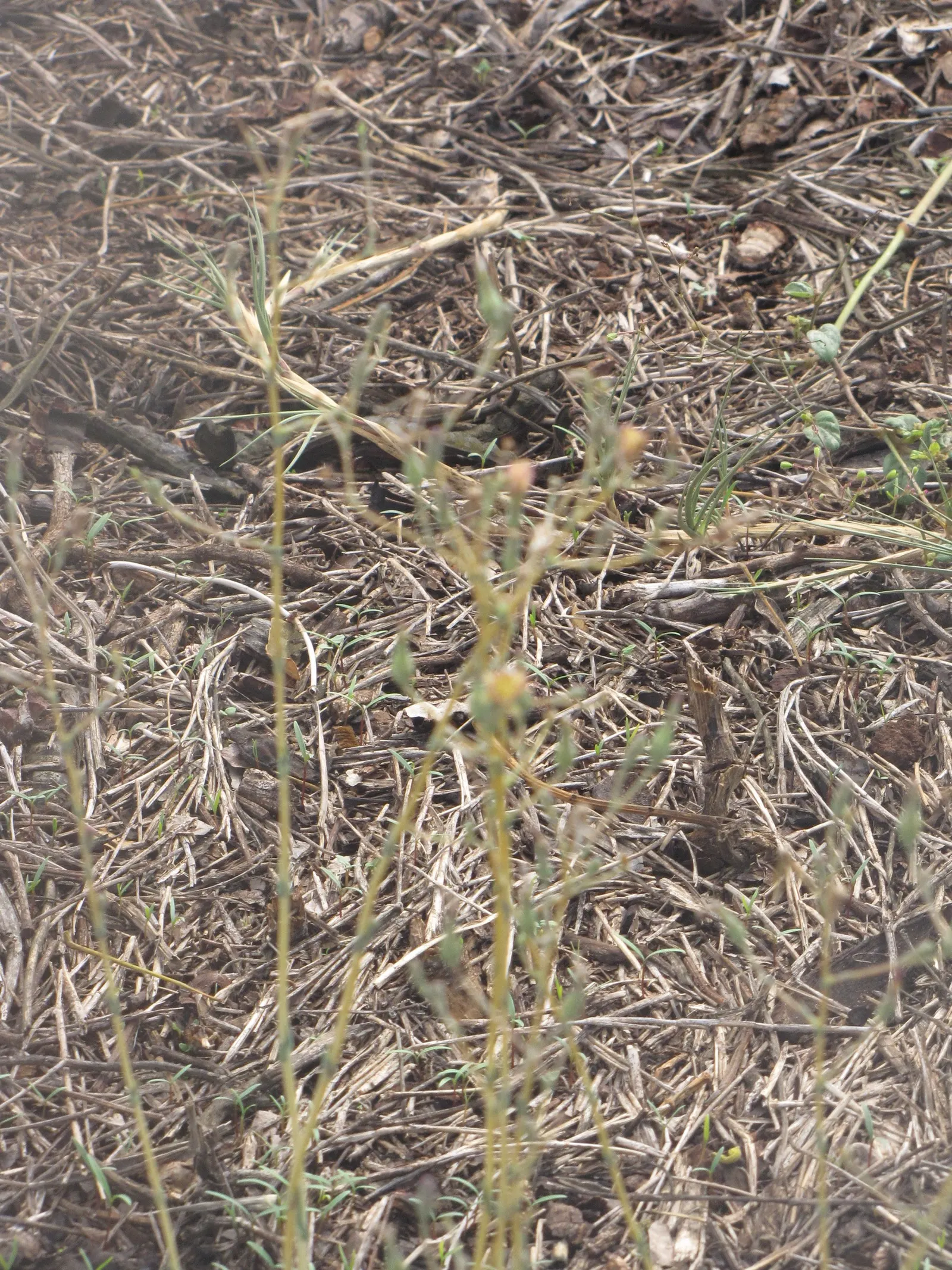 Lettuce (Lactuca Sativa) — where seeds are sown at intervals