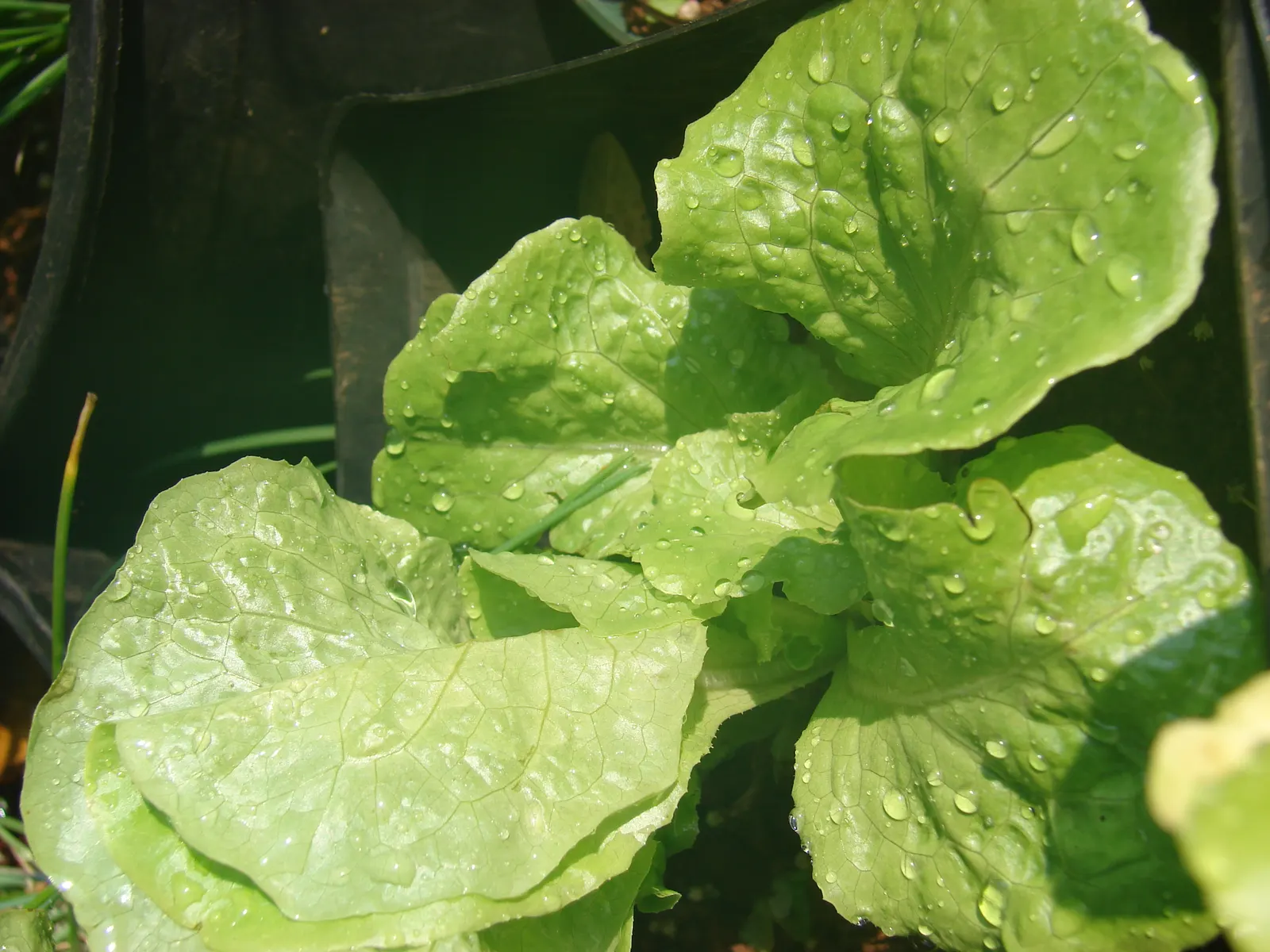 Lettuce (Lactuca Sativa) — to maintain a continuous harvest throughout the growing season.<br><br>Additionally; ensuring the soil maintains consistent moisture