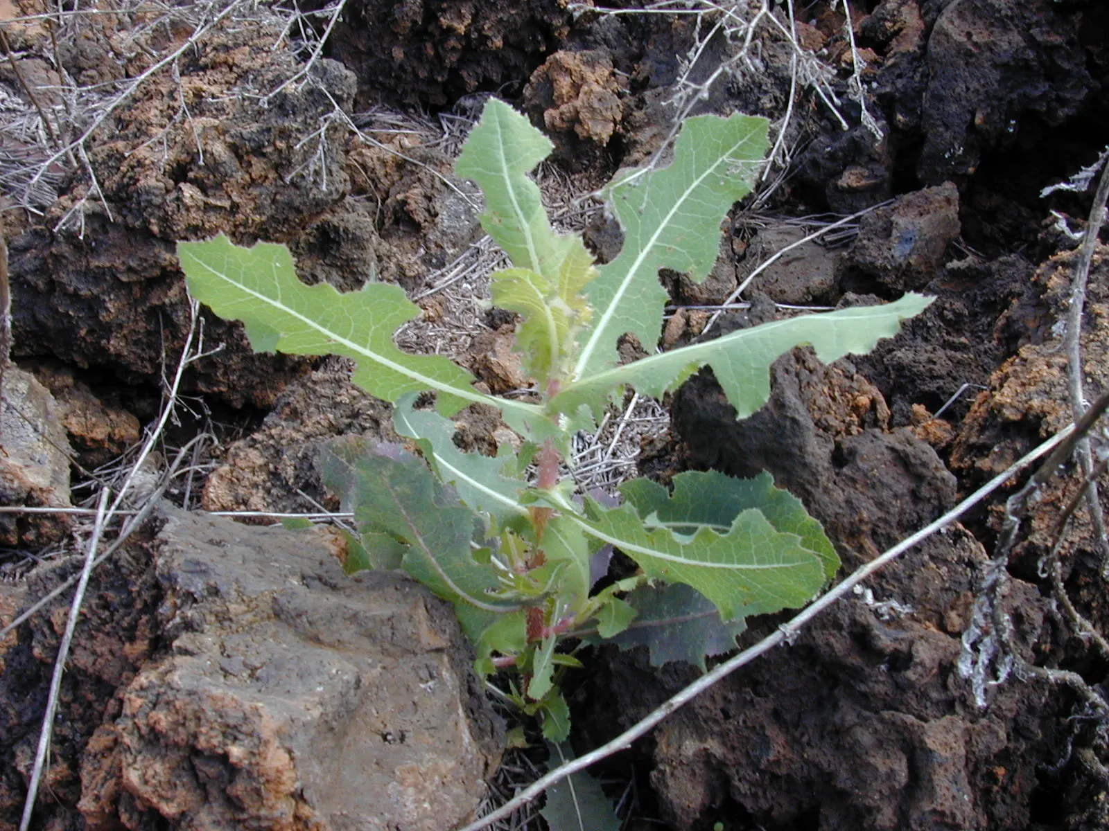 Lettuce (Lactuca Sativa) — lettuce can serve as a versatile