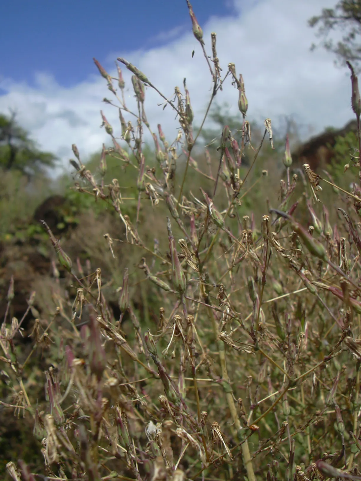 Lettuce (Lactuca Sativa) — lettuce can serve as a versatile, image 39