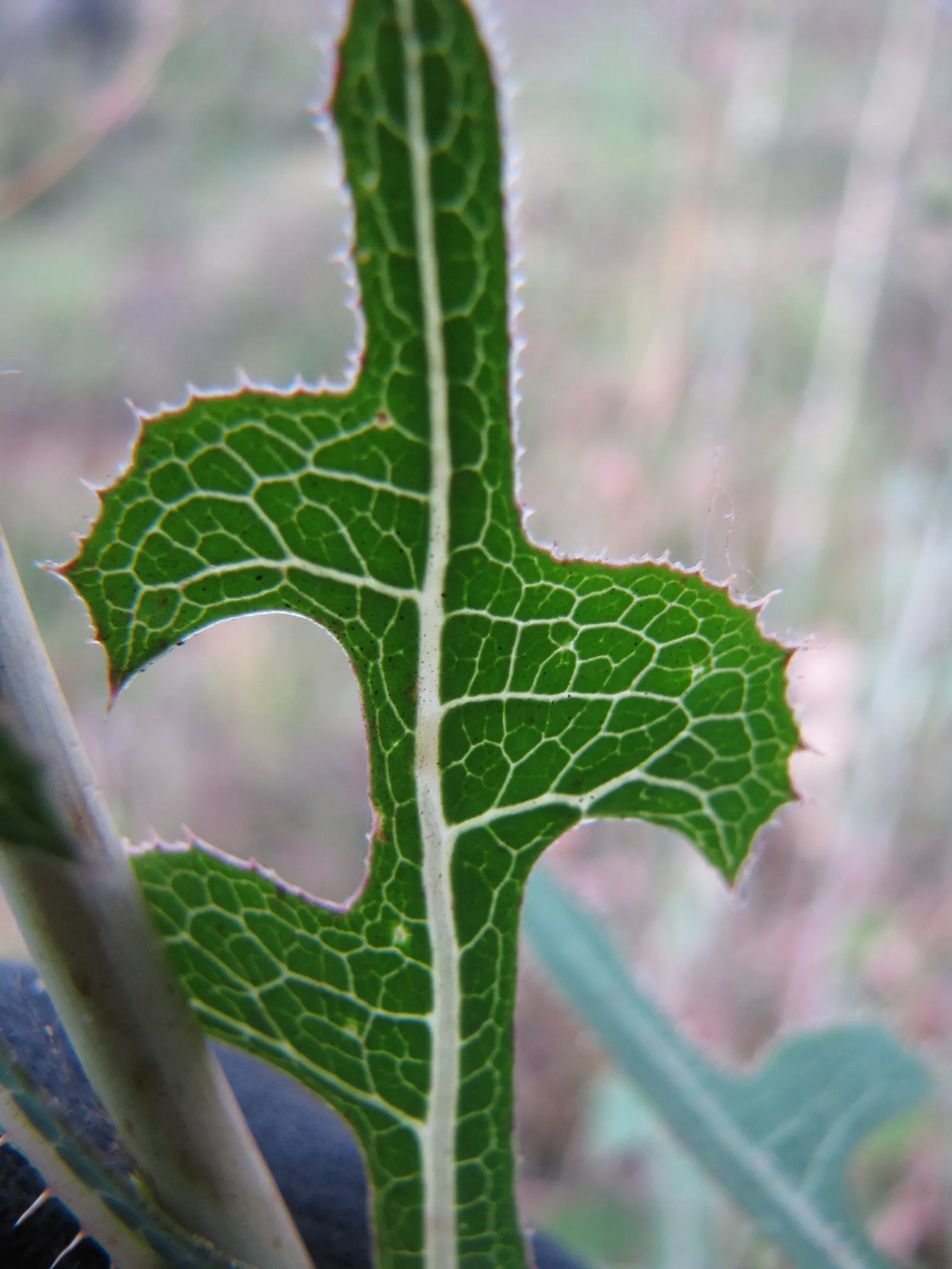 Lettuce (Lactuca Sativa) — making it an ideal choice for spring and fall gardens