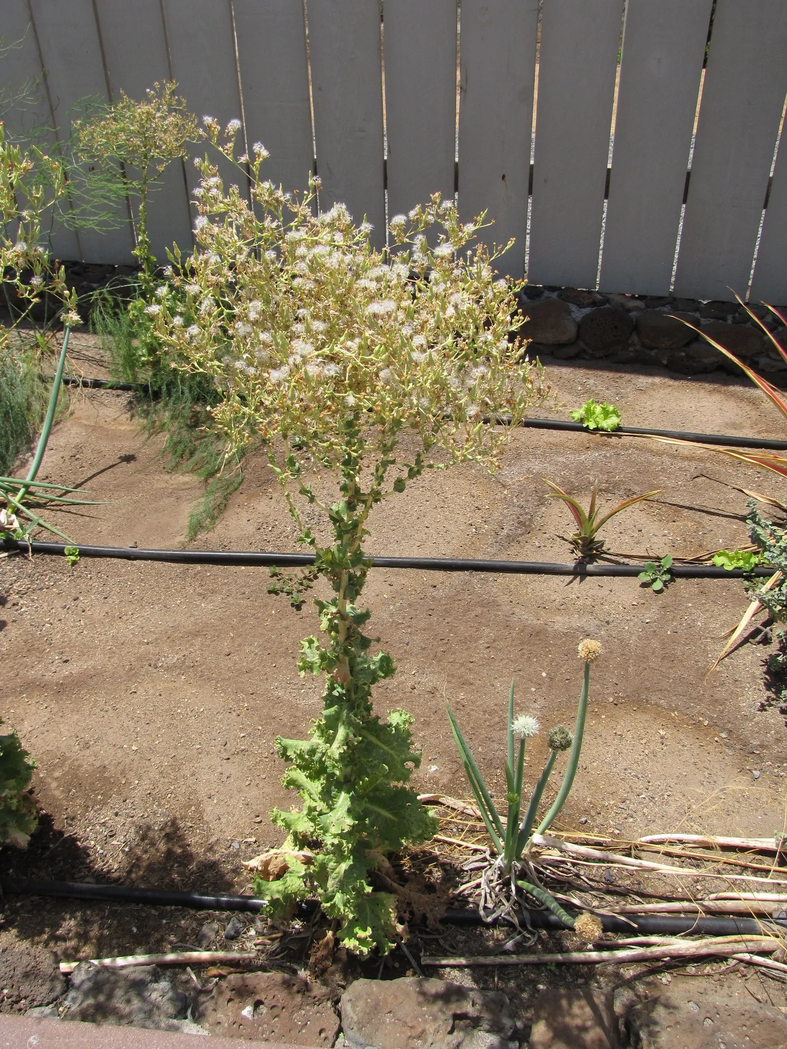 Lettuce (Lactuca Sativa) — lettuce prefers full sun but appreciates partial shade in hotter climates; ensuring the soil maintains consistent moisture is key