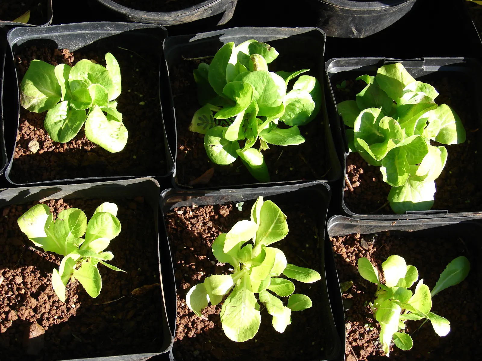 Lettuce (Lactuca Sativa) — making it an ideal choice for spring and fall gardens; ensuring the soil maintains consistent moisture is key