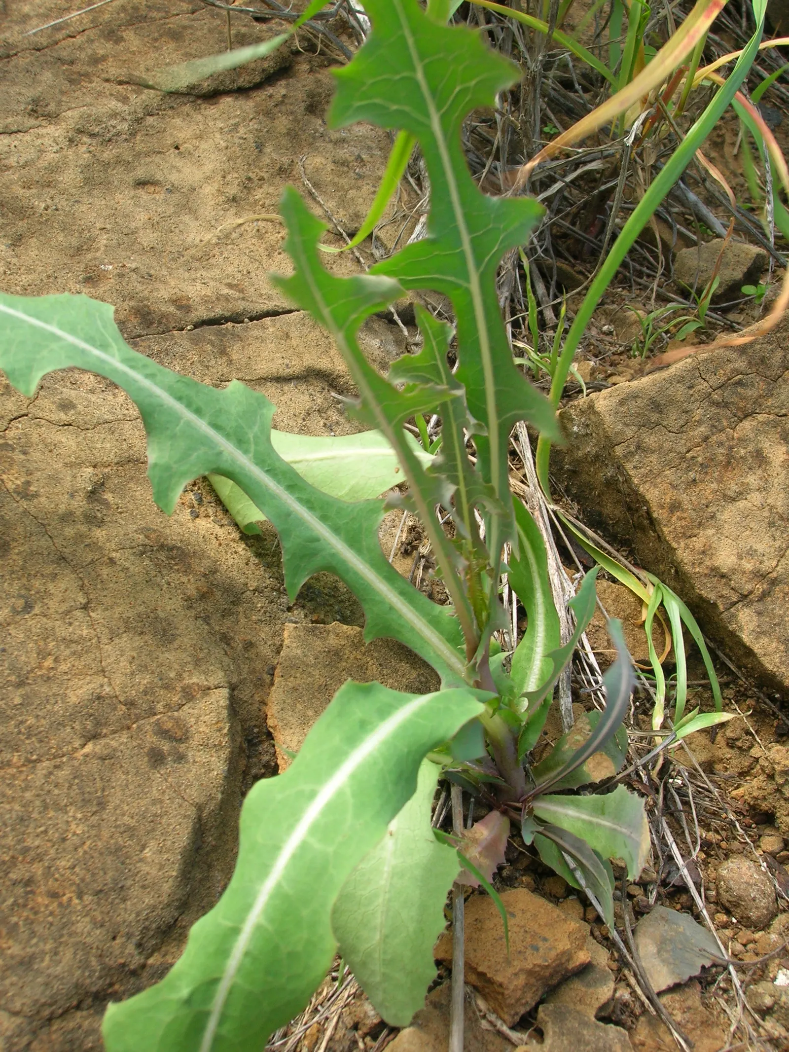 Lettuce (Lactuca Sativa) — as well as providing the plants with 1 inch of water per week.<br><br>As a cool-weather crop; lettuce can serve as a versatile