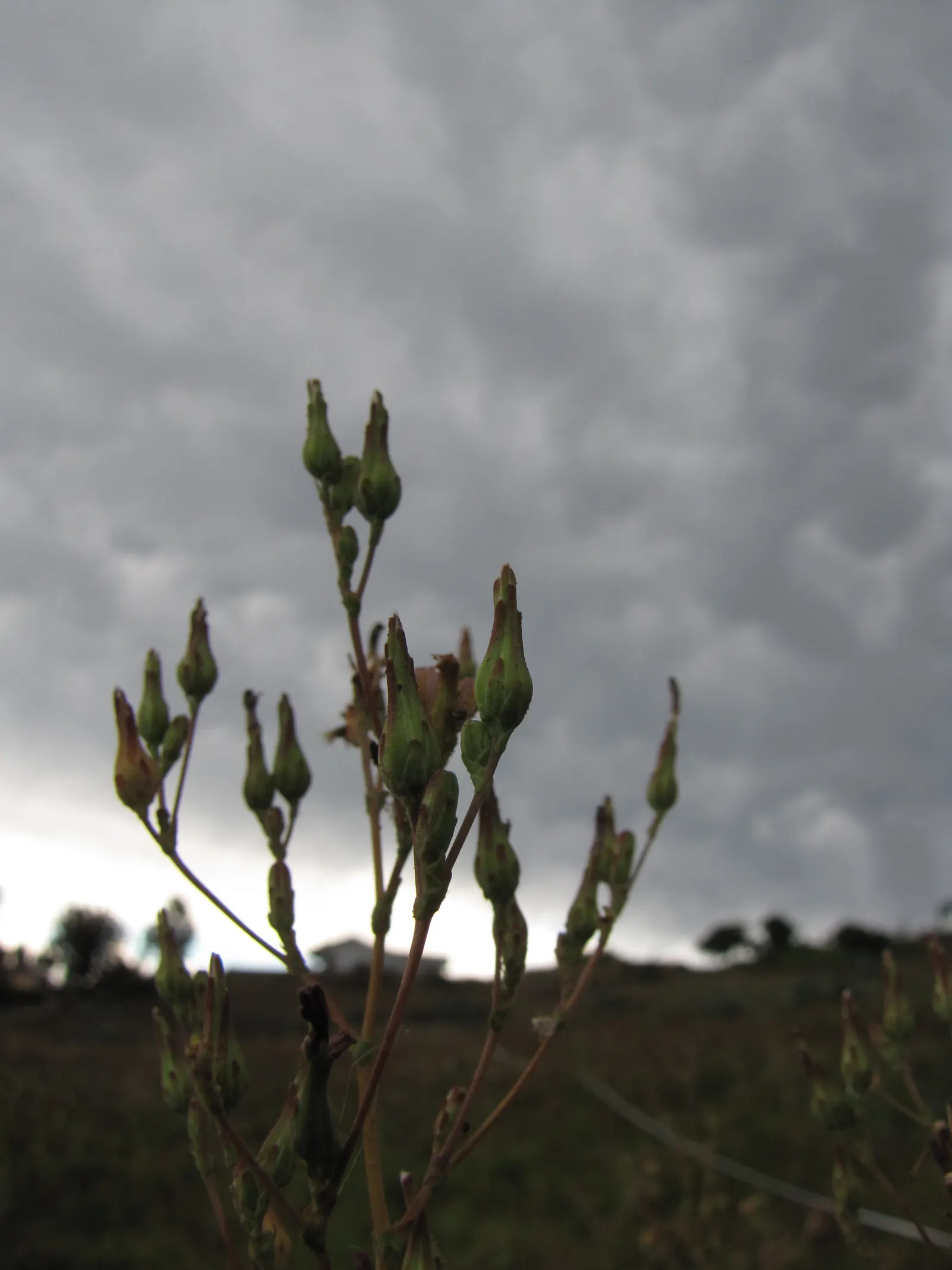 Lettuce (Lactuca Sativa) — Ensuring the soil maintains consistent moisture is key